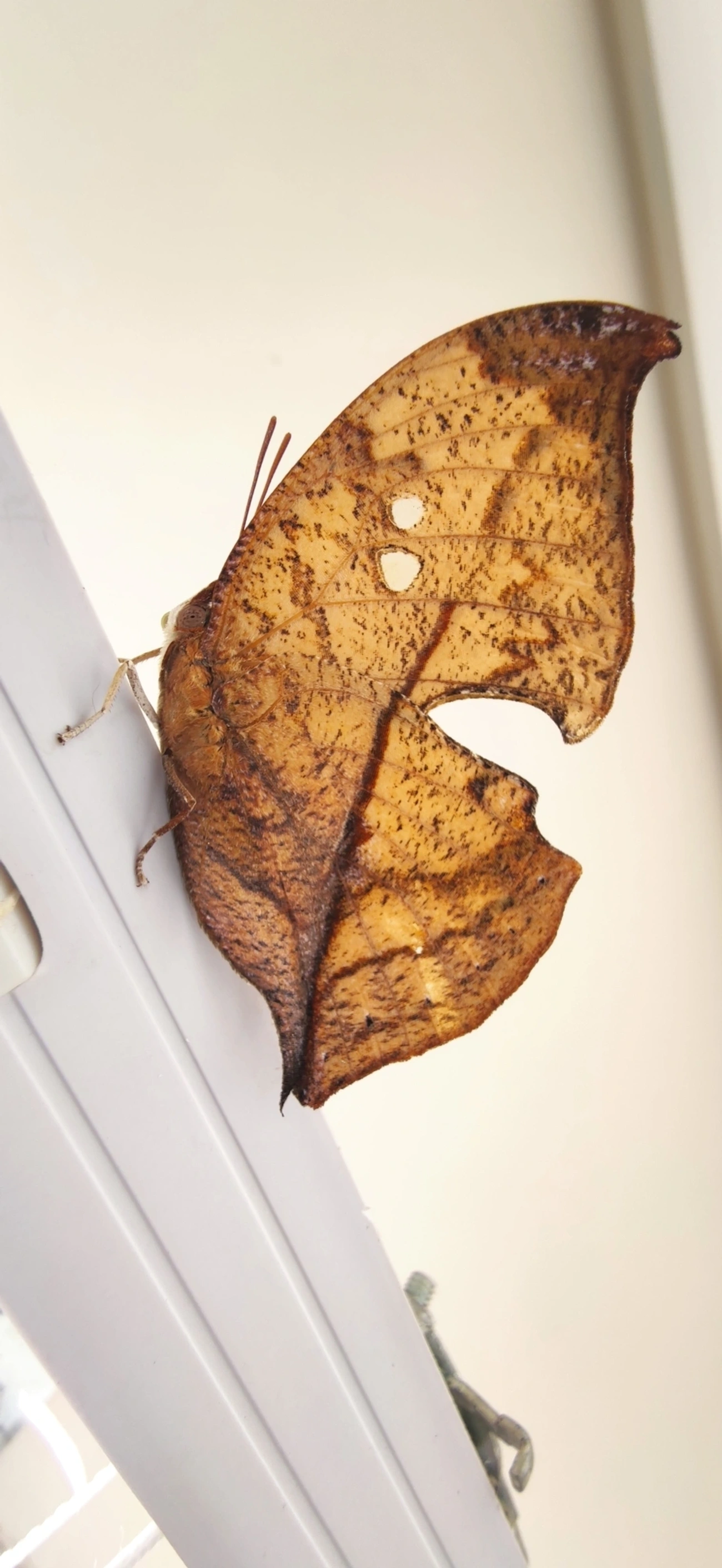 Borboleta-folha (Zaretis strigosus), insetos, fotografado em Maresias, São Sebastião