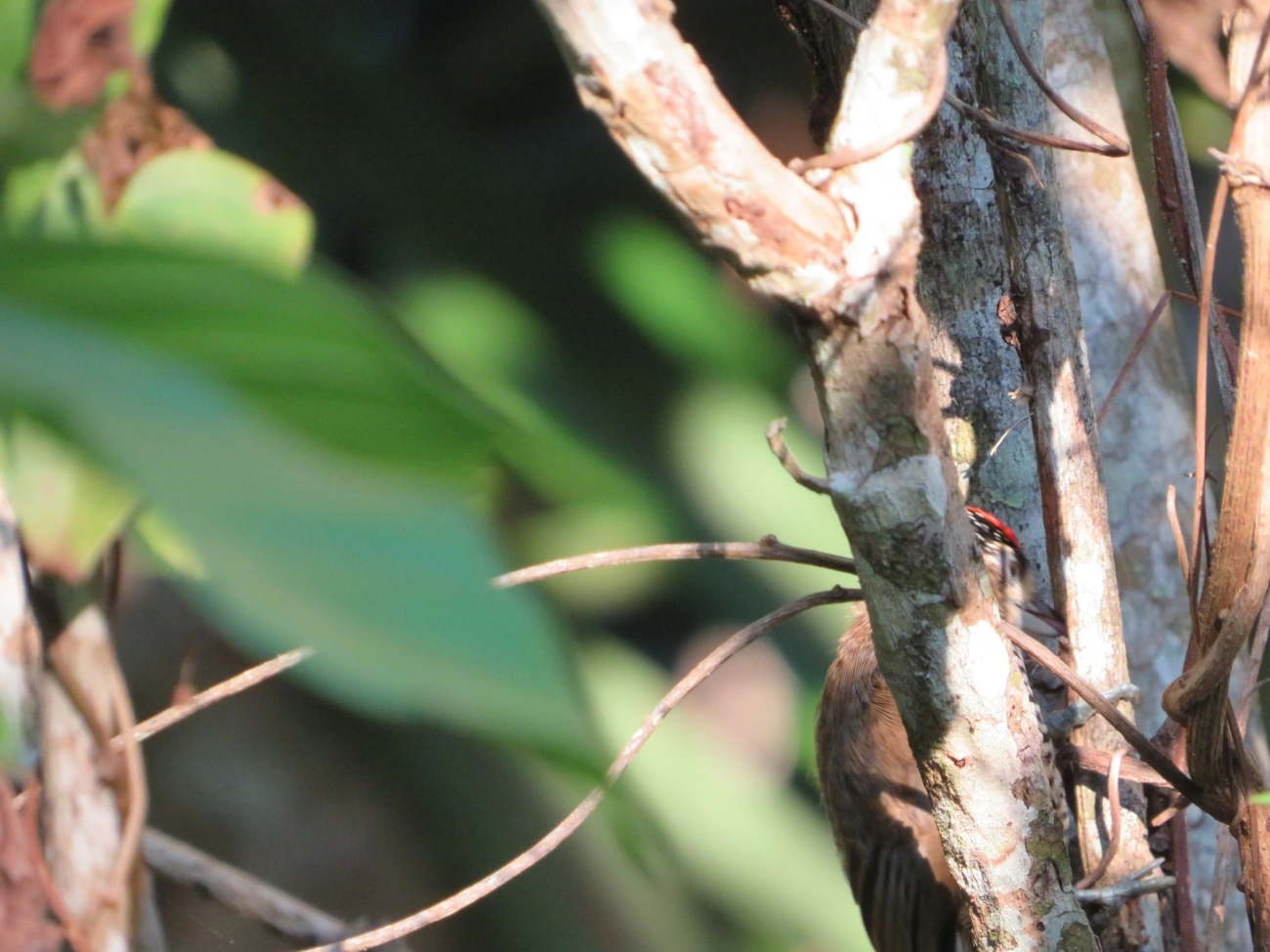 Pica-pau-anão-barrado (Picumnus cirratus), aves, fotografado em Maresias, São Sebastião