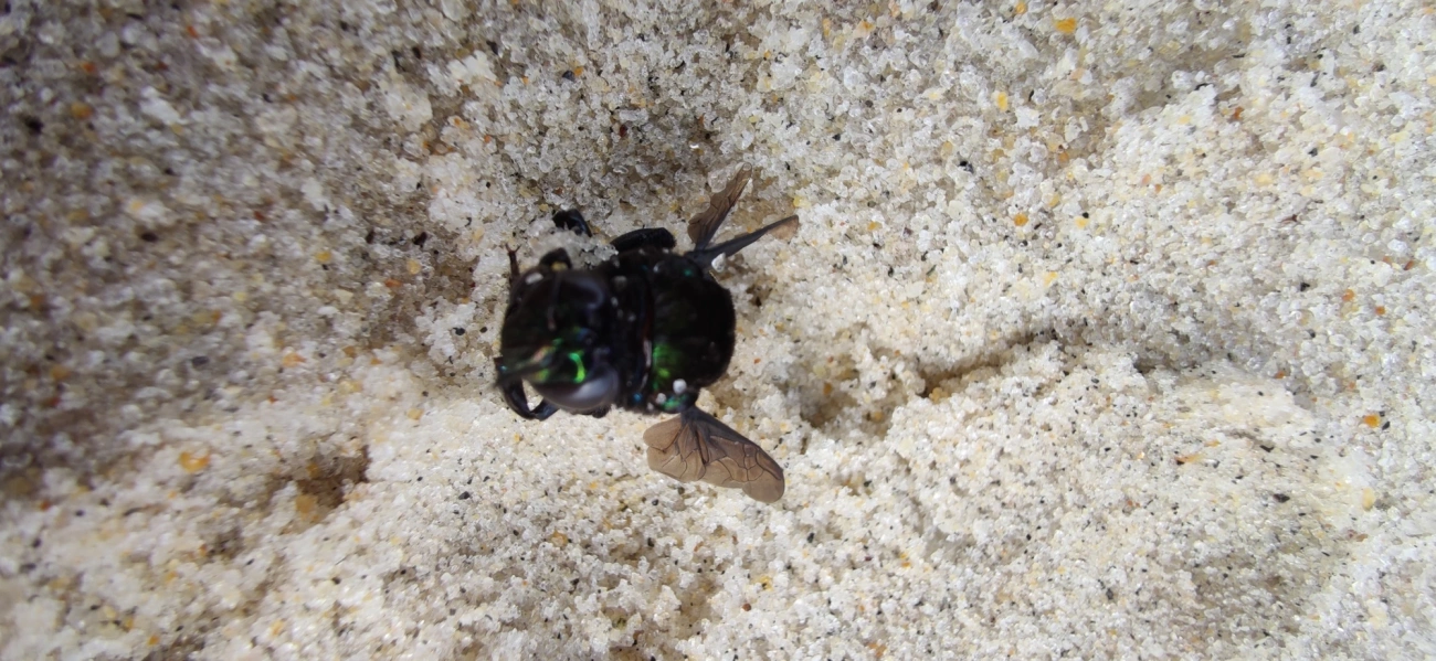 Eufriesea, insetos, fotografado em São Sebastião