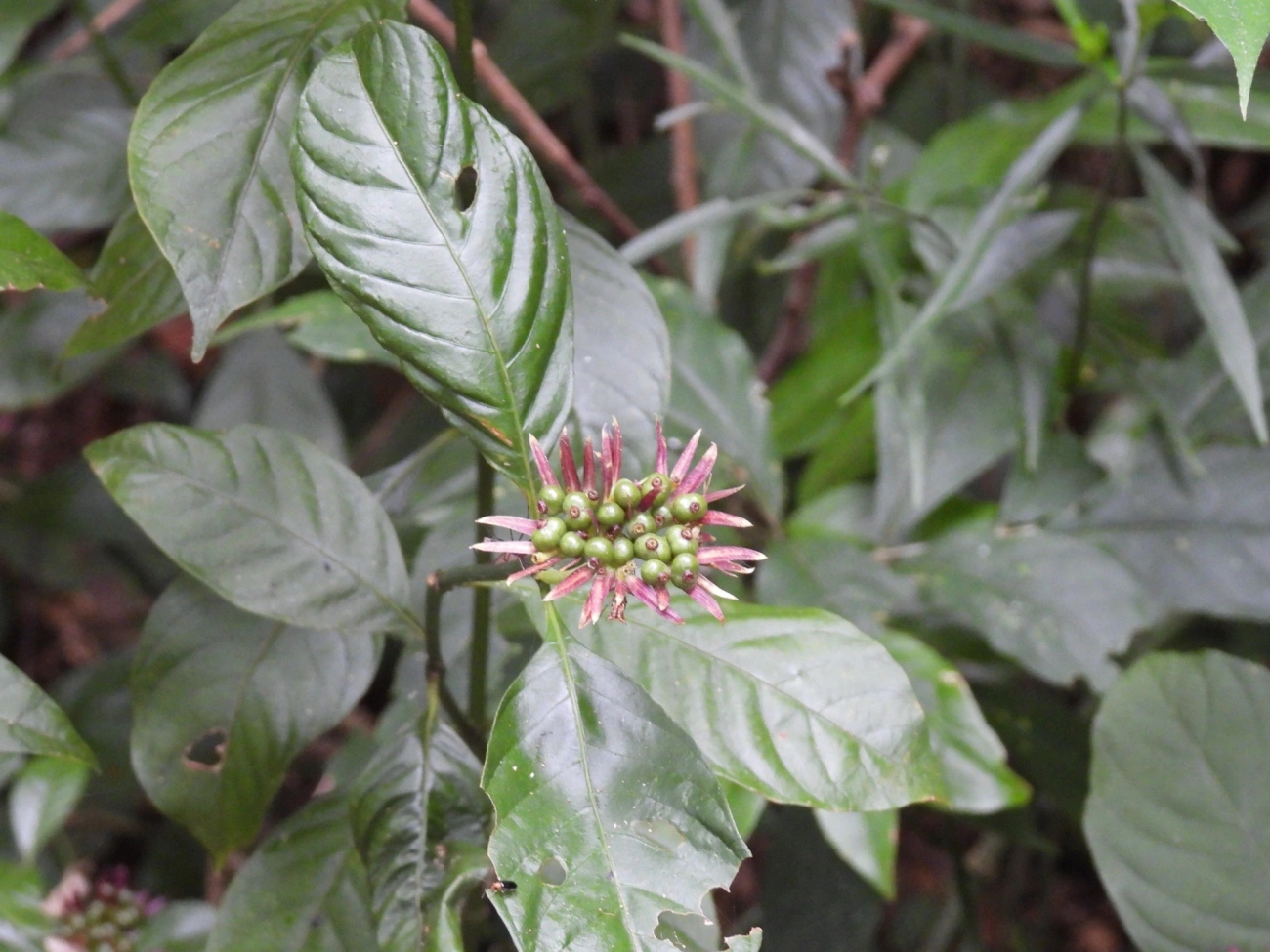 Palicourea justiciifolia, plantas, fotografado em Cabreúva