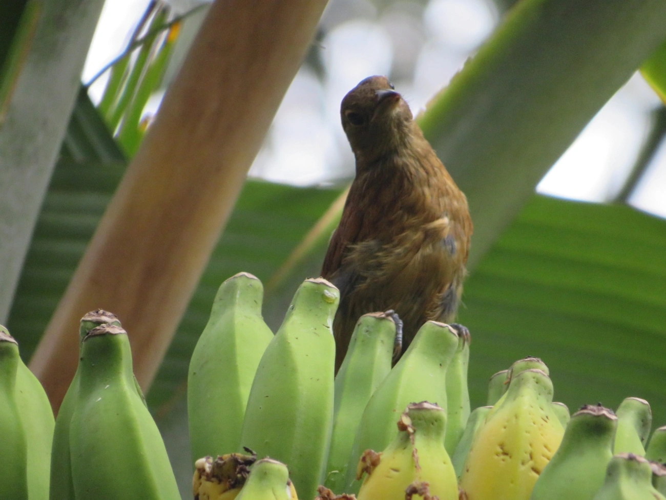 Tiê-preto (Tachyphonus coronatus), aves, fotografado em Maresias, São Sebastião