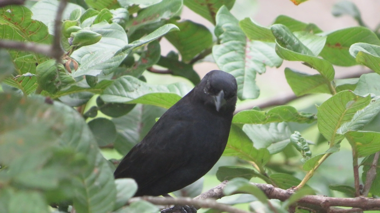 Chupim (Molothrus bonariensis), aves, fotografado em Maresias, São Sebastião