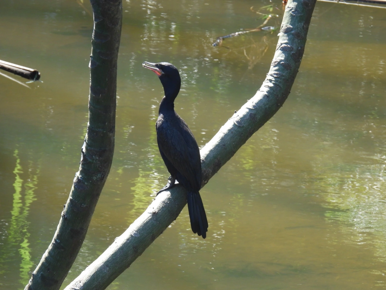 Biguá (Nannopterum brasilianum), aves, fotografado em Maresias, São Sebastião