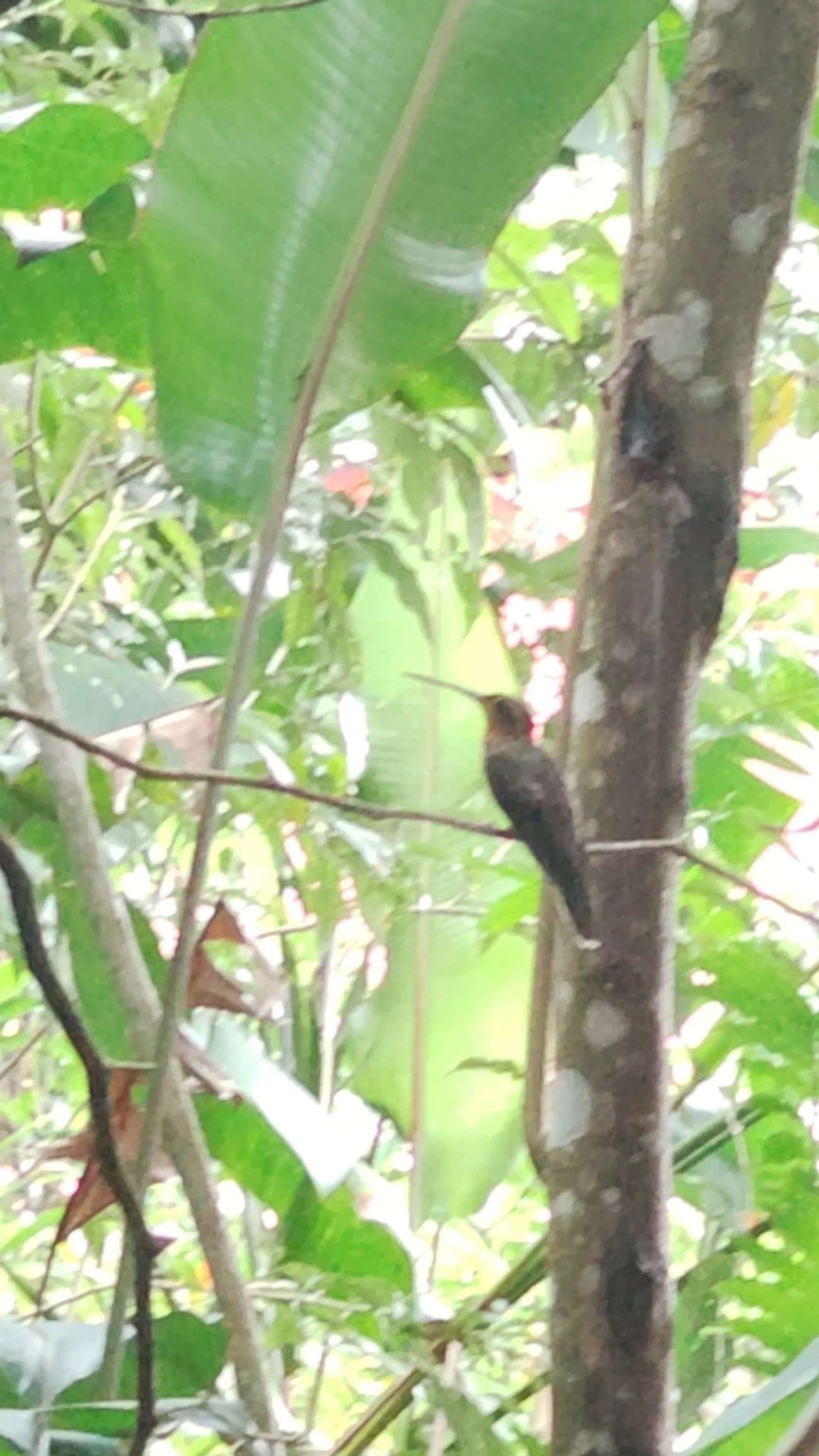 Beija-flor-do-mato (Ramphodon naevius), aves, fotografado em São Paulo