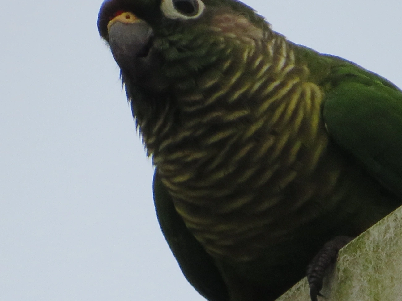 Tiriba-de-testa-vermelha (Pyrrhura frontalis), aves, fotografado em Maresias, São Sebastião