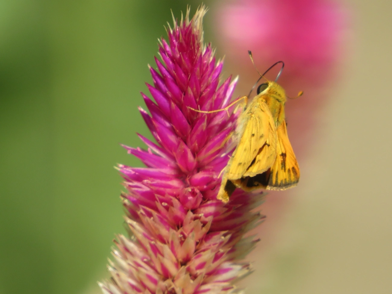 Hylephila phyleus, insetos, fotografado em Maresias, São Sebastião