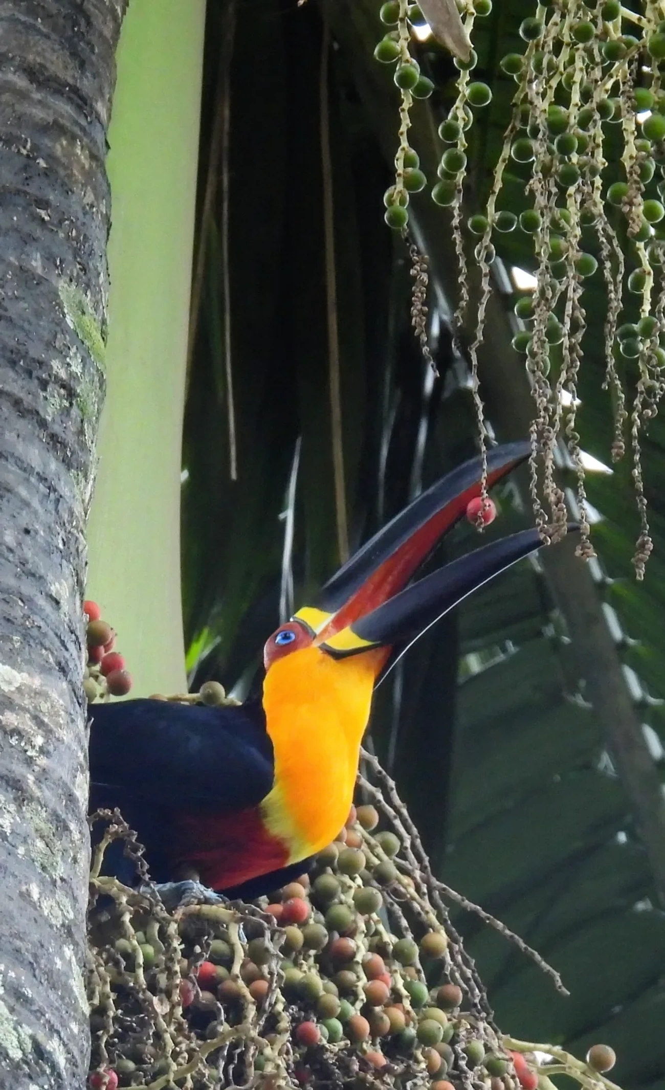 Tucano-de-ariel (Ramphastos vitellinus), aves, fotografado em Maresias, São Sebastião