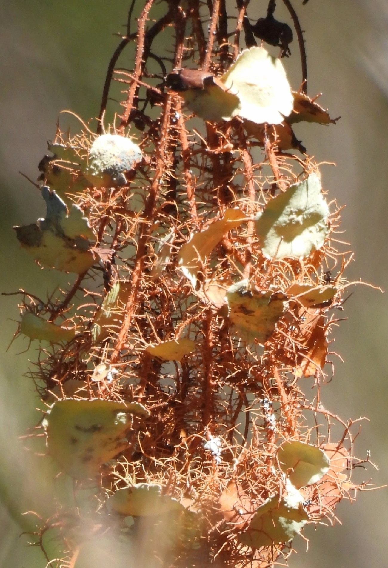 Usnea, fungos, fotografado em Engenheiro Passos