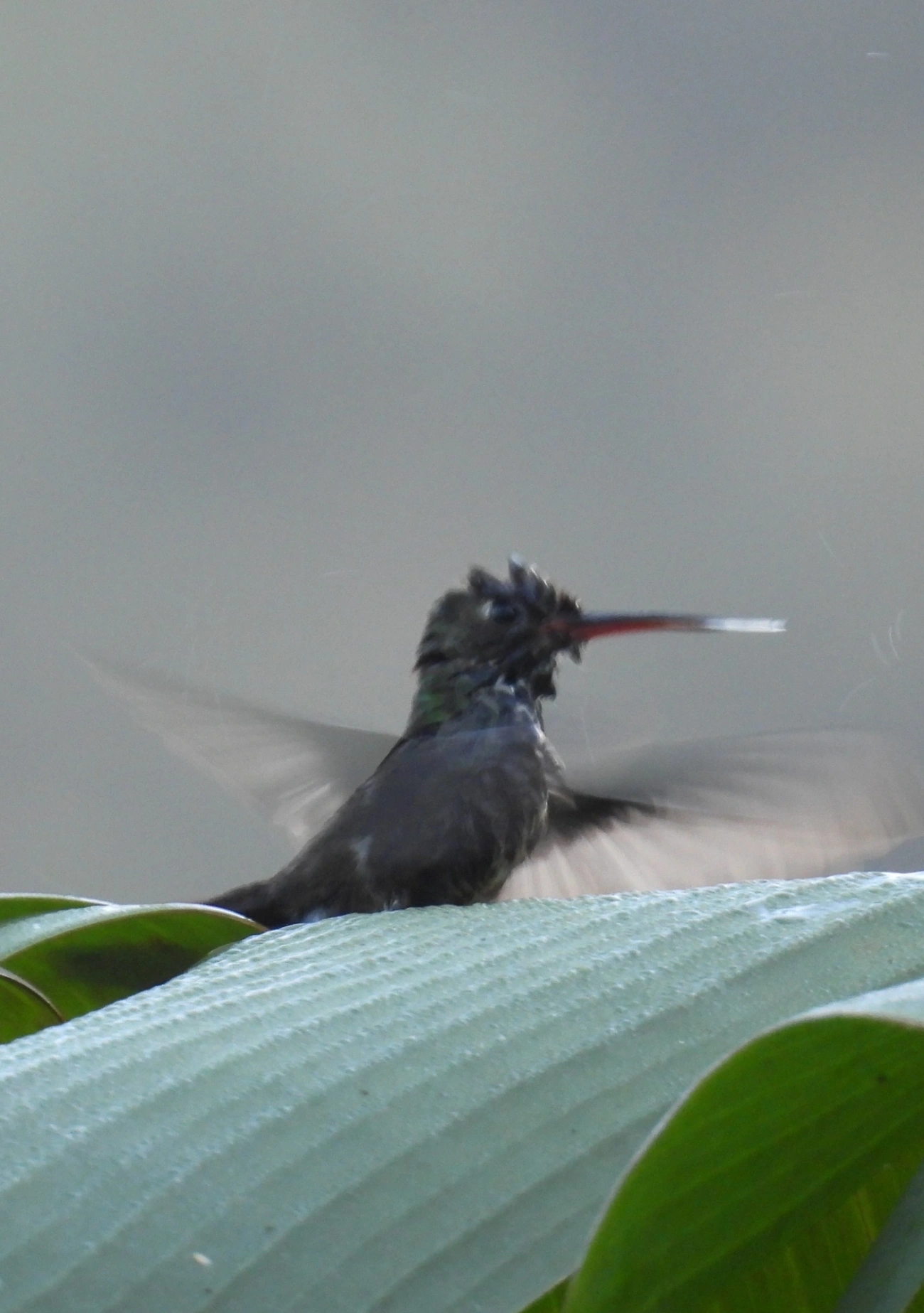 Chionomesa, aves, fotografado em Maresias, São Sebastião