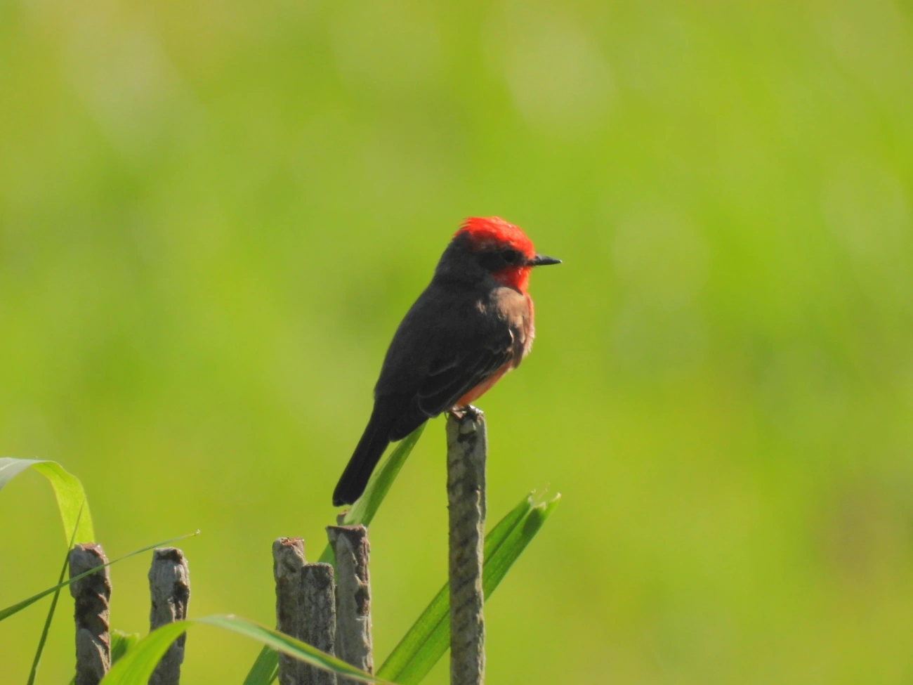 Príncipe (Pyrocephalus rubinus), aves, fotografado em Maresias, São Sebastião