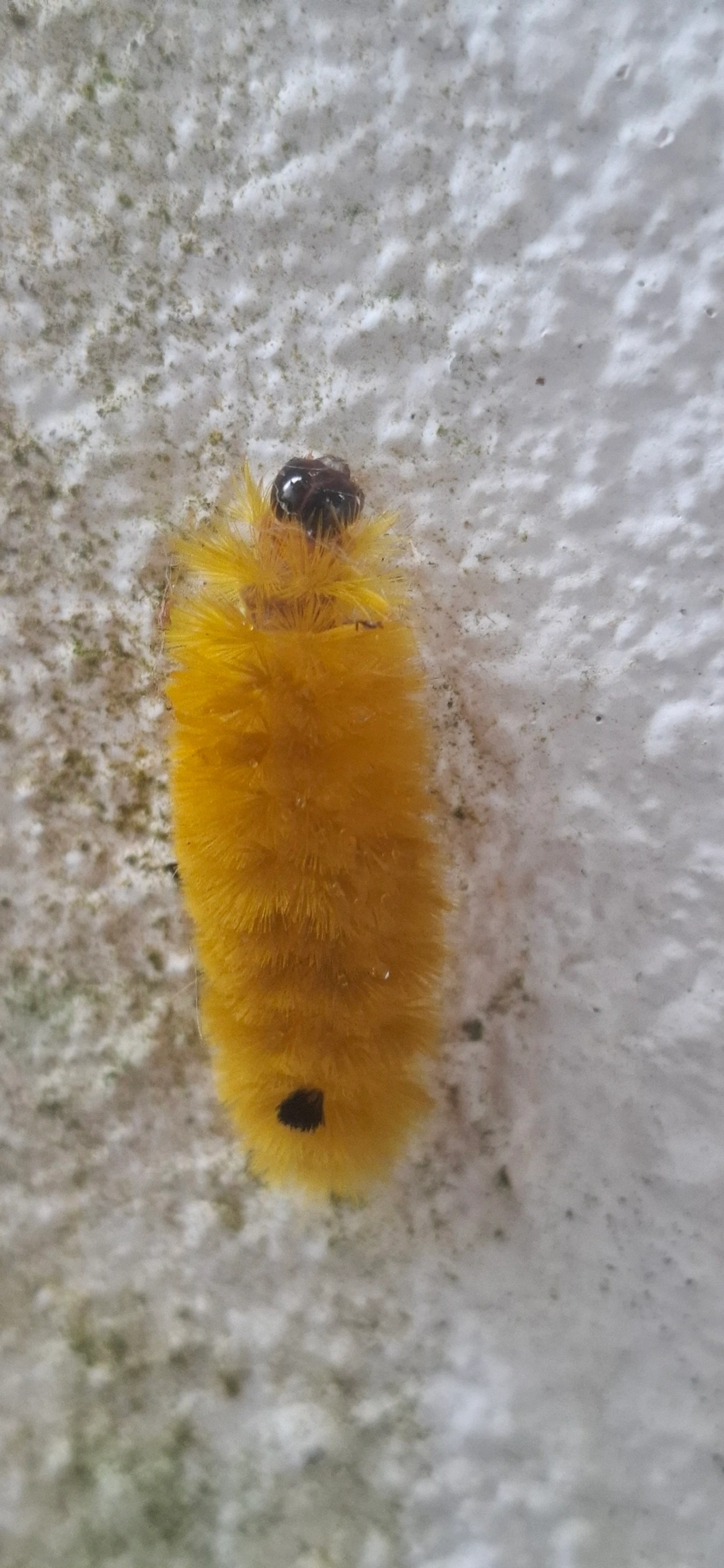 Phaegopterina, insetos, fotografado em Maresias, São Sebastião