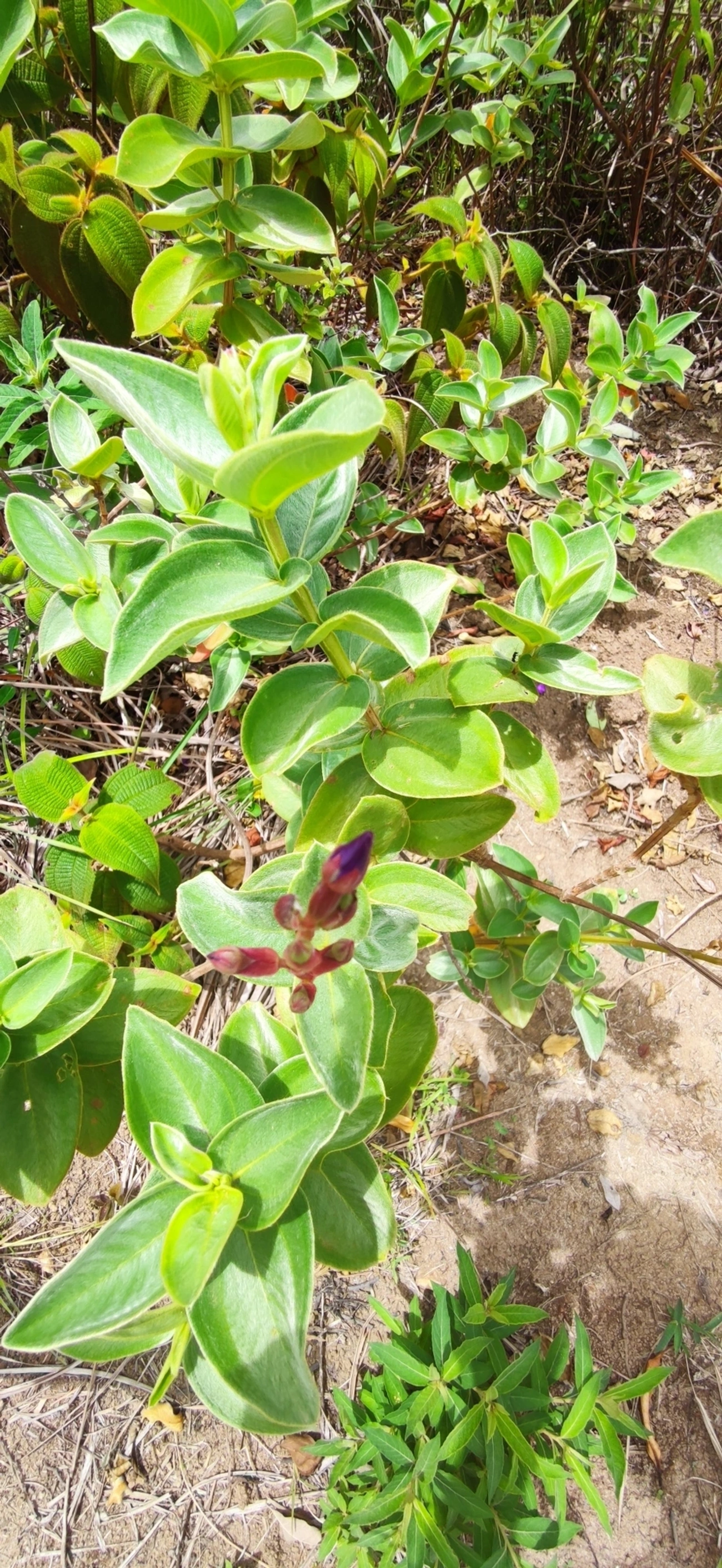 Orelha-de-onça (Pleroma heteromallum), plantas, fotografado em Paúba, São Sebastião