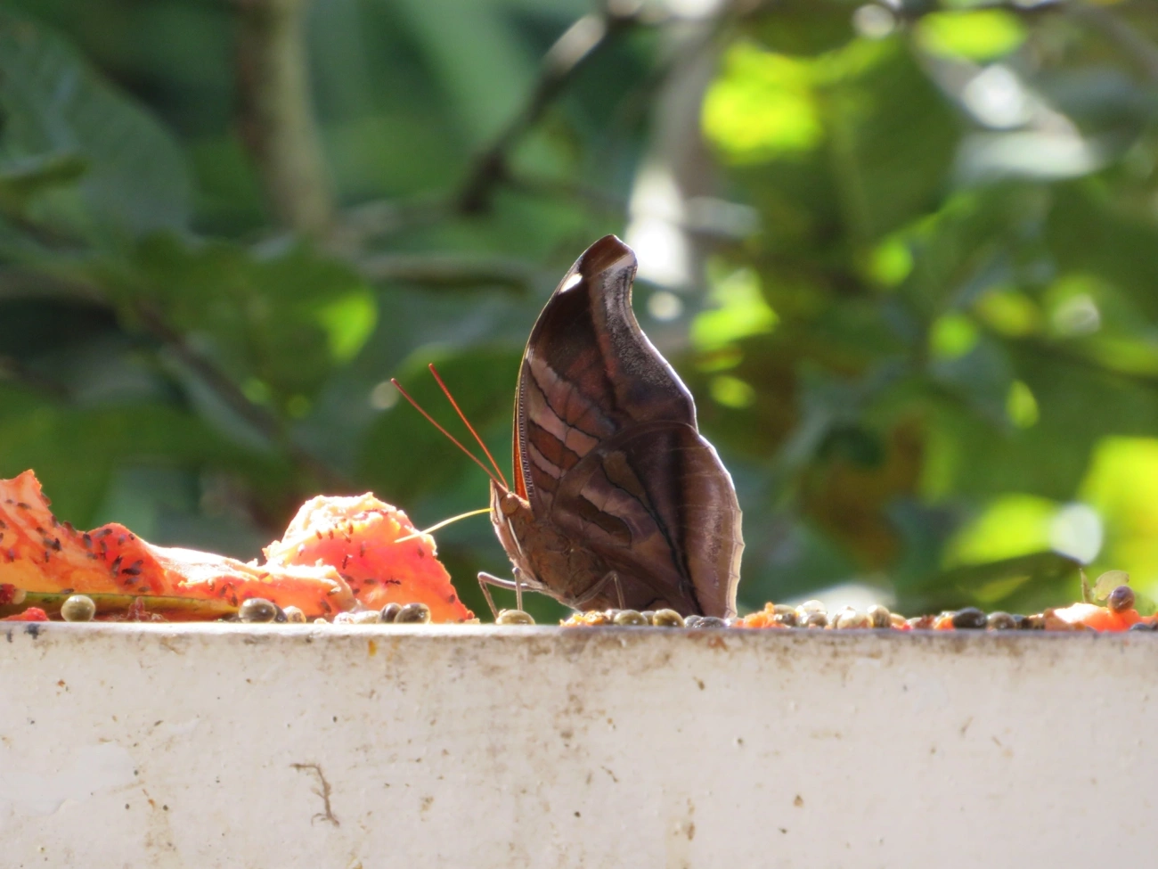 Historis odius, insetos, fotografado em Maresias, São Sebastião