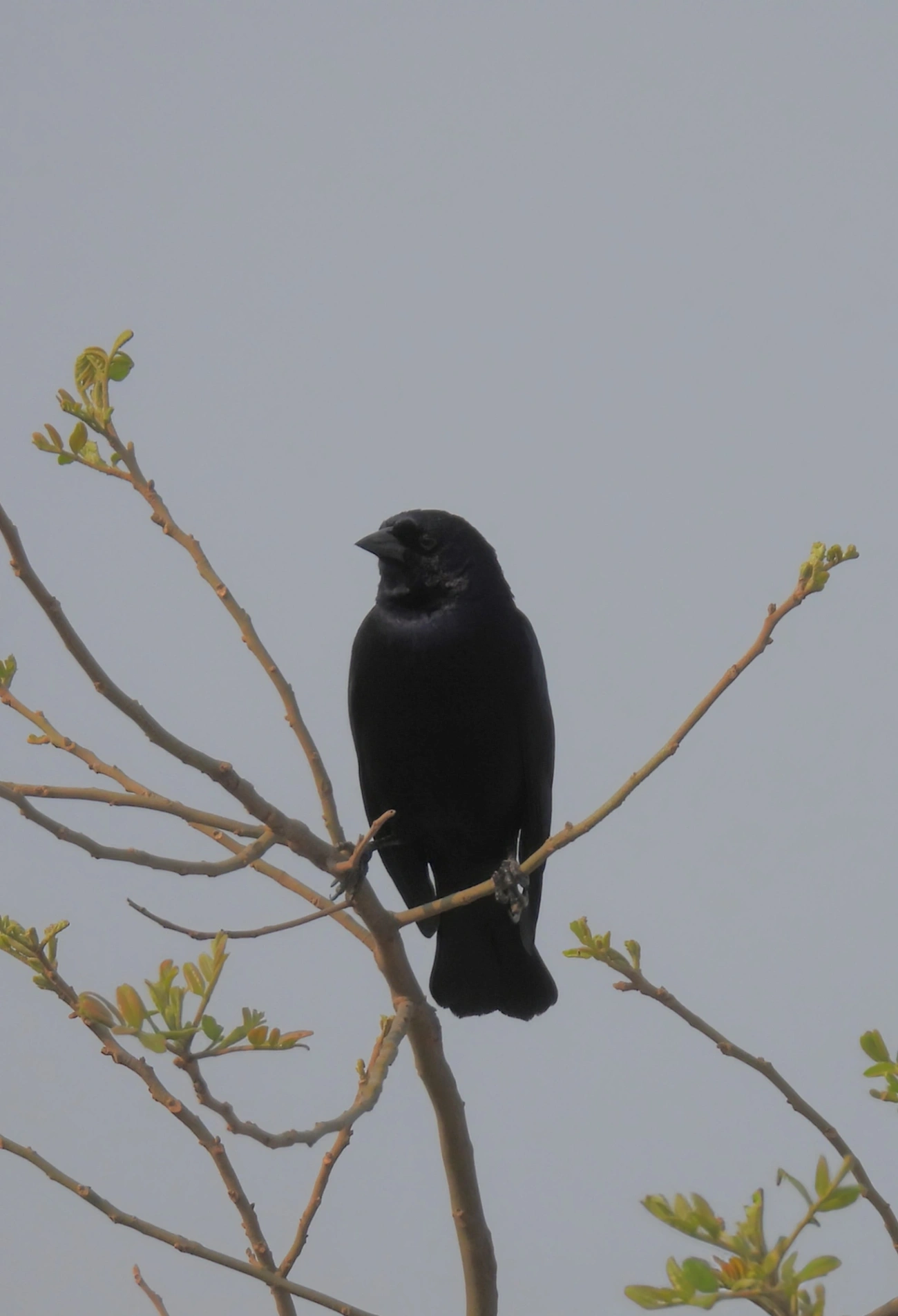 Chupim (Molothrus bonariensis), aves, fotografado em Socorro