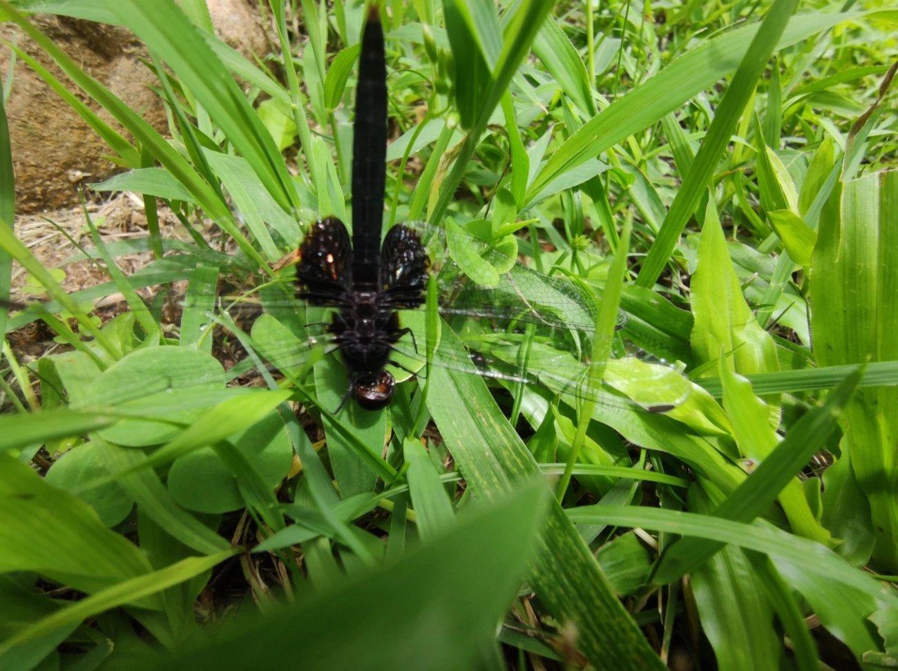 Patrulheira-preta (Erythemis attala), insetos, fotografado em Maresias, São Sebastião