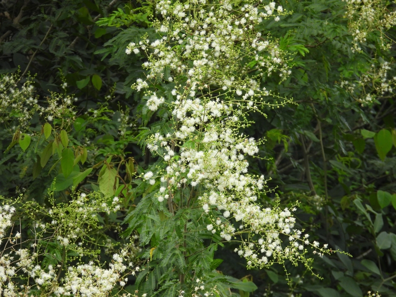Maricá (Mimosa bimucronata), plantas, fotografado em Indaiá, Caraguatatuba