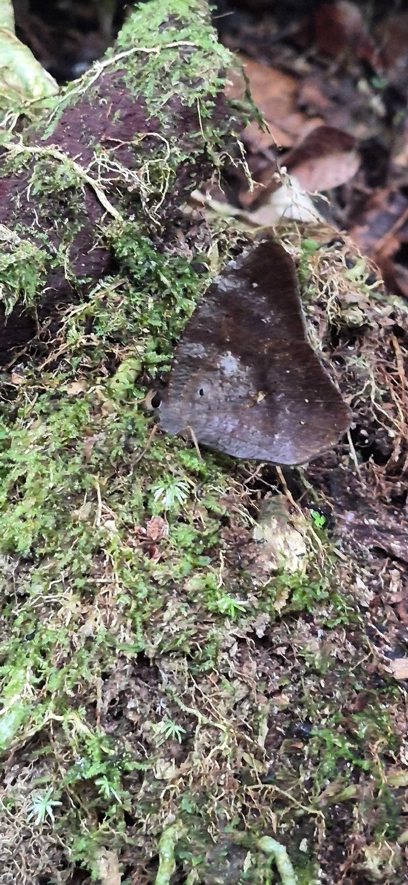 Antirrhea archaea, insetos, fotografado em Camburí, São Sebastião