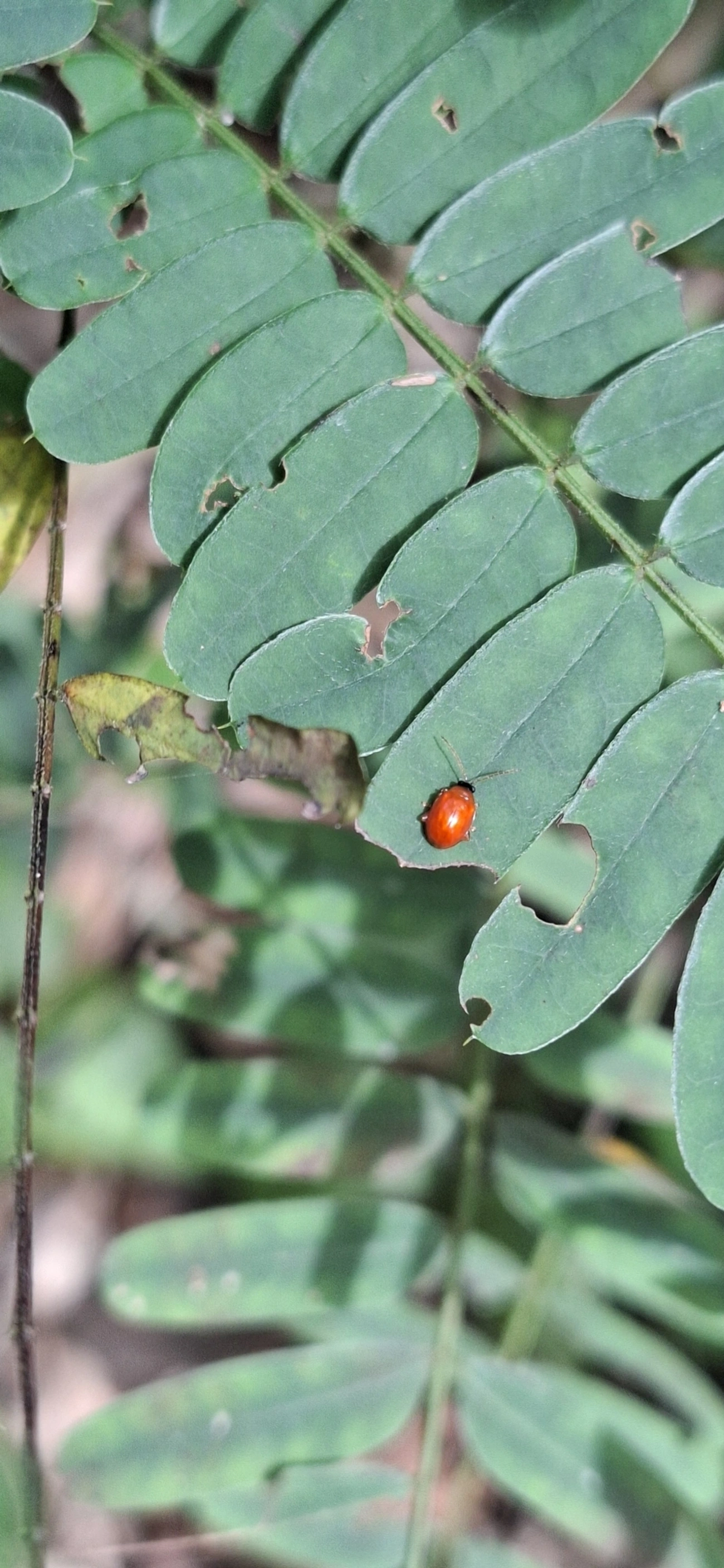 Besouros (Coleoptera), insetos, fotografado em Praia Vermelha, Ilhabela