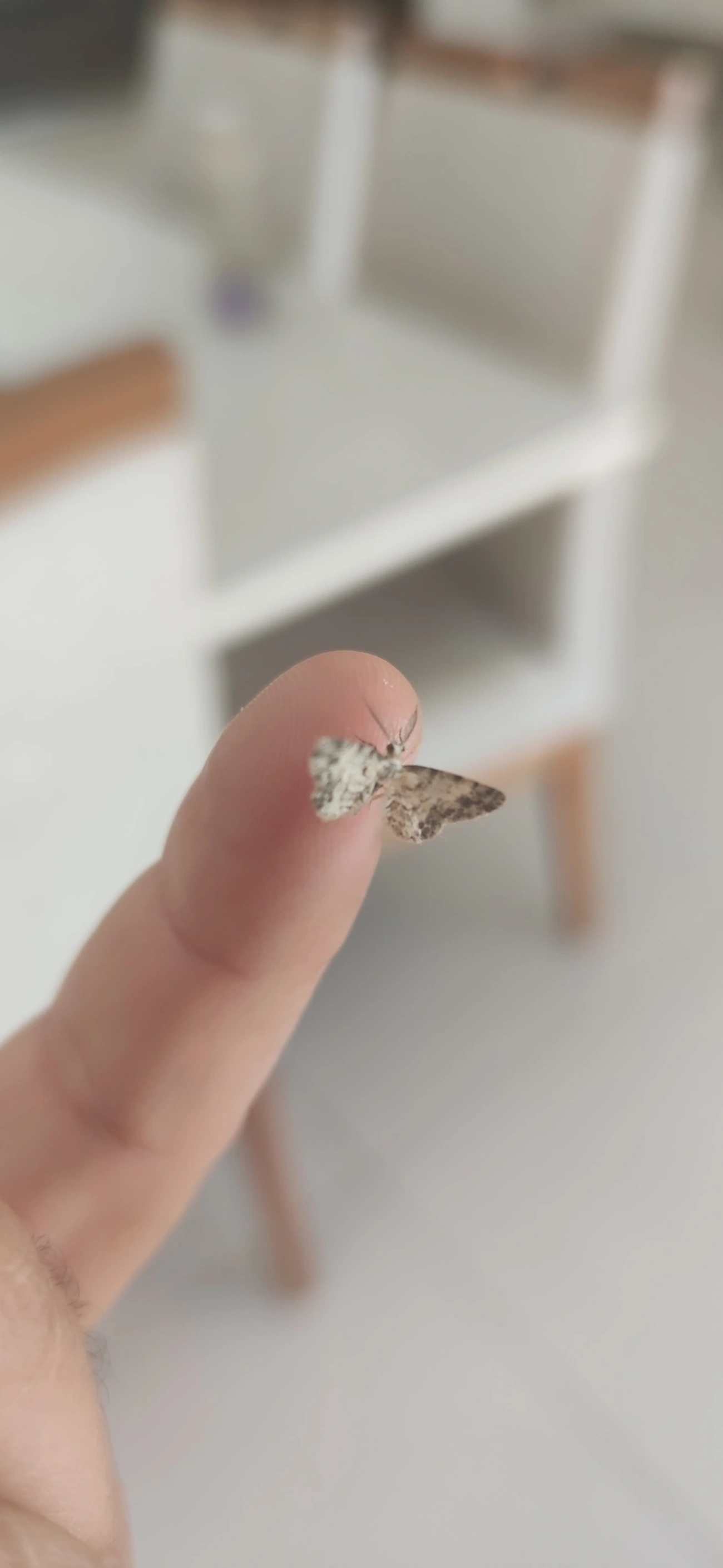 Mede-palmos (Geometridae), insetos, fotografado em Maresias, São Sebastião