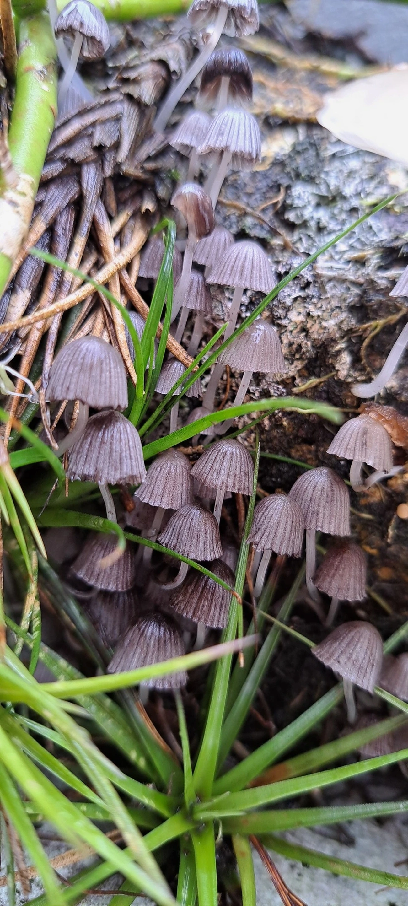 Coprinellus, fungos, fotografado em Maresias, São Sebastião