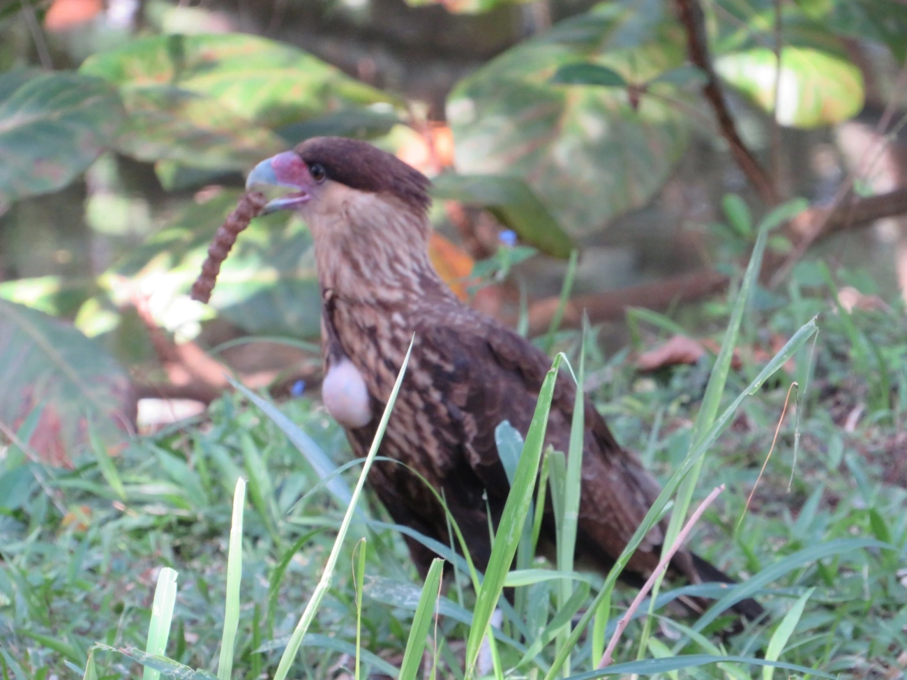 Carcará (Caracara plancus), aves, fotografado em Indaiá, Caraguatatuba