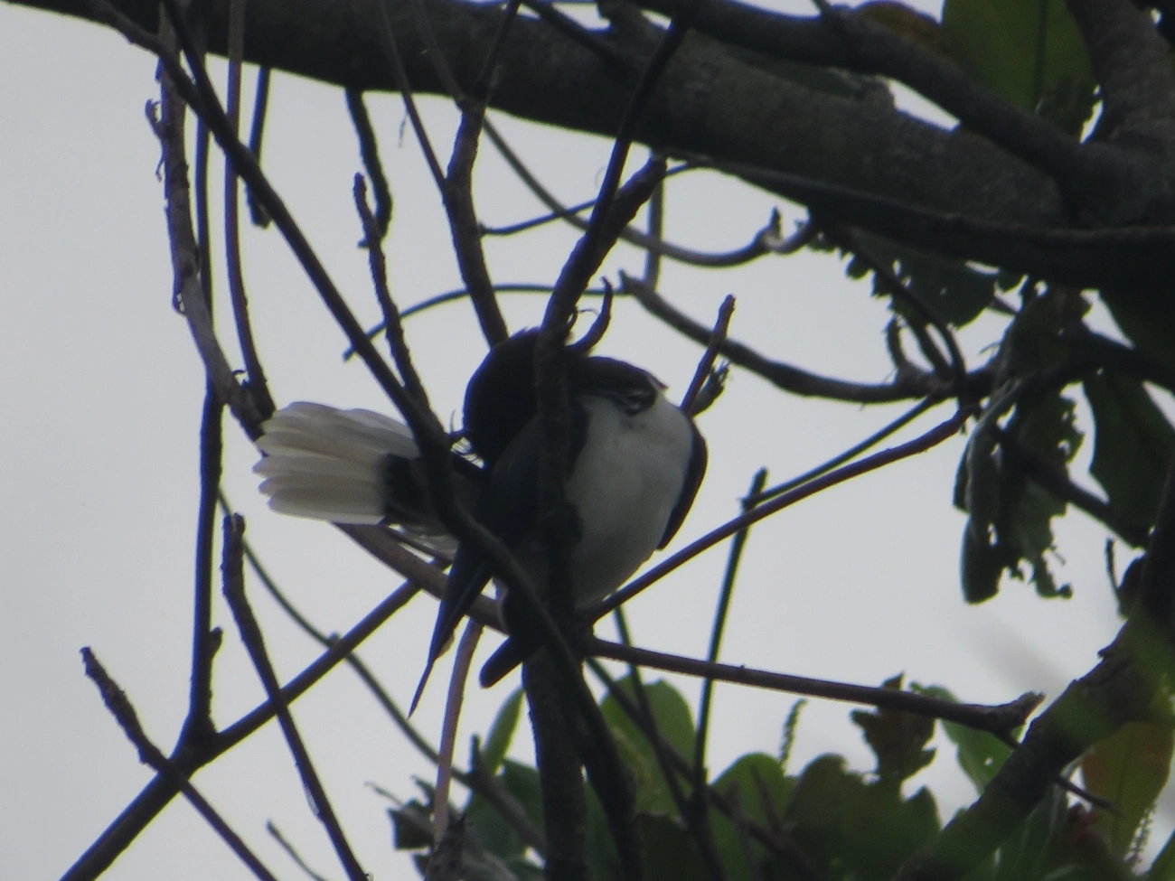 Gralha-do-campo (Cyanocorax cristatellus), aves, fotografado em Ilhabela