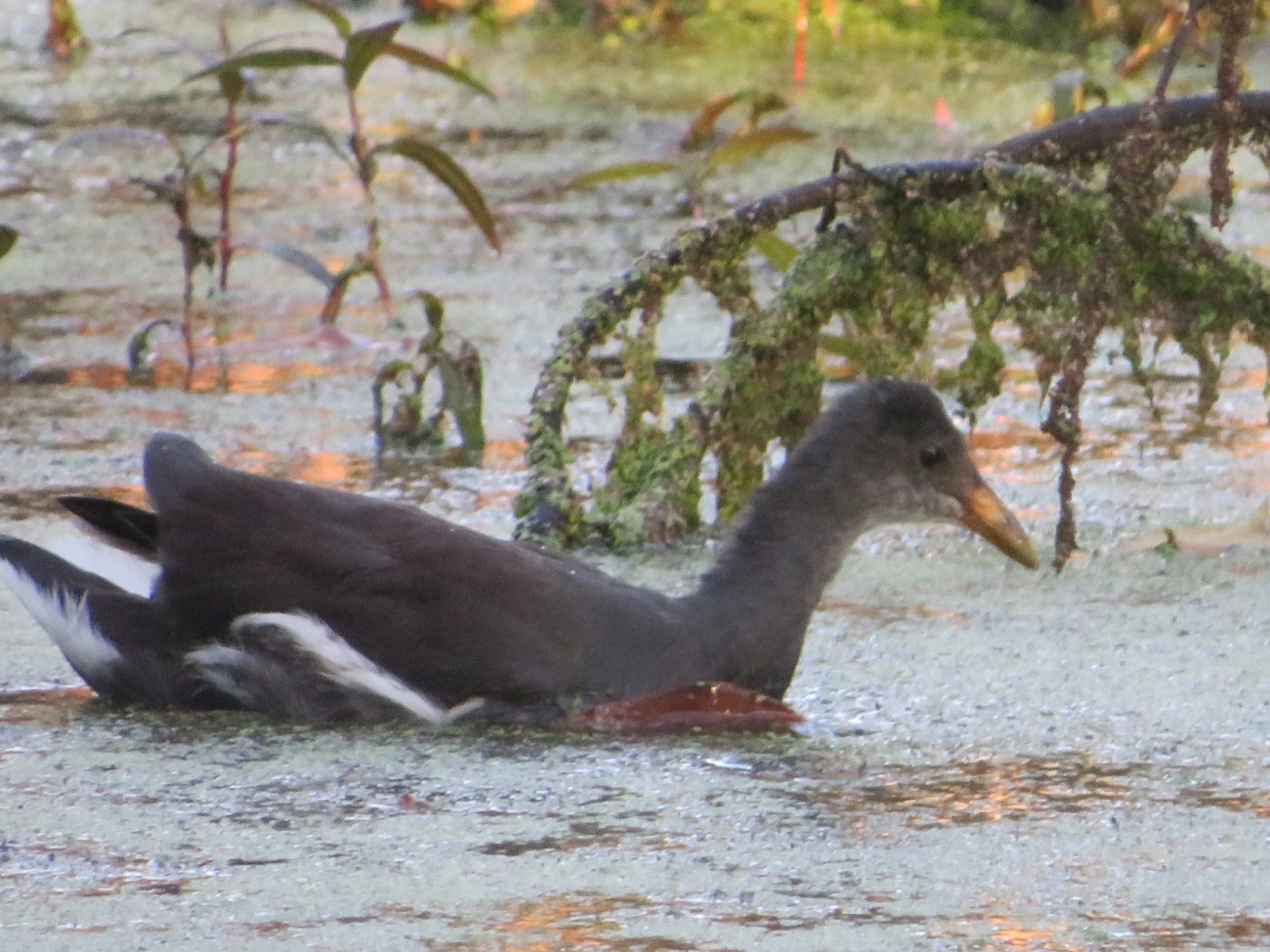 Frango-d'água-comum (Gallinula galeata), aves, fotografado em Maresias, São Sebastião