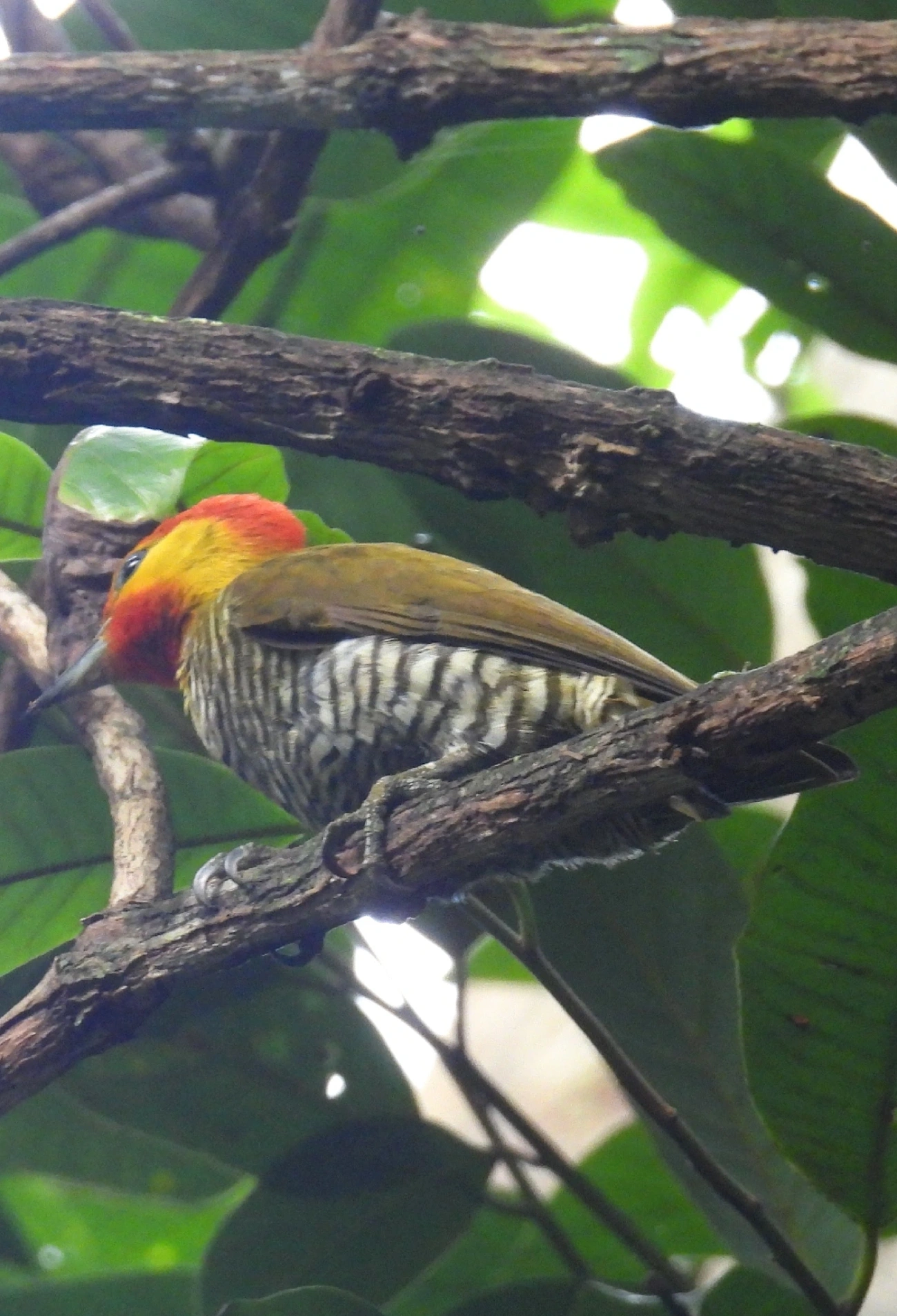 Pica-pau-bufador (Piculus flavigula), aves, fotografado em Maresias, São Sebastião