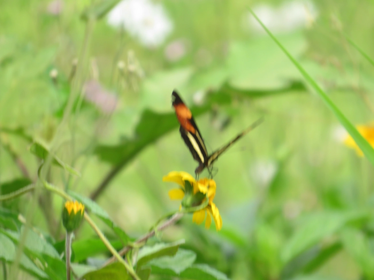 Falsa-erato (Eresia lansdorfi), insetos, fotografado em Maresias, São Sebastião