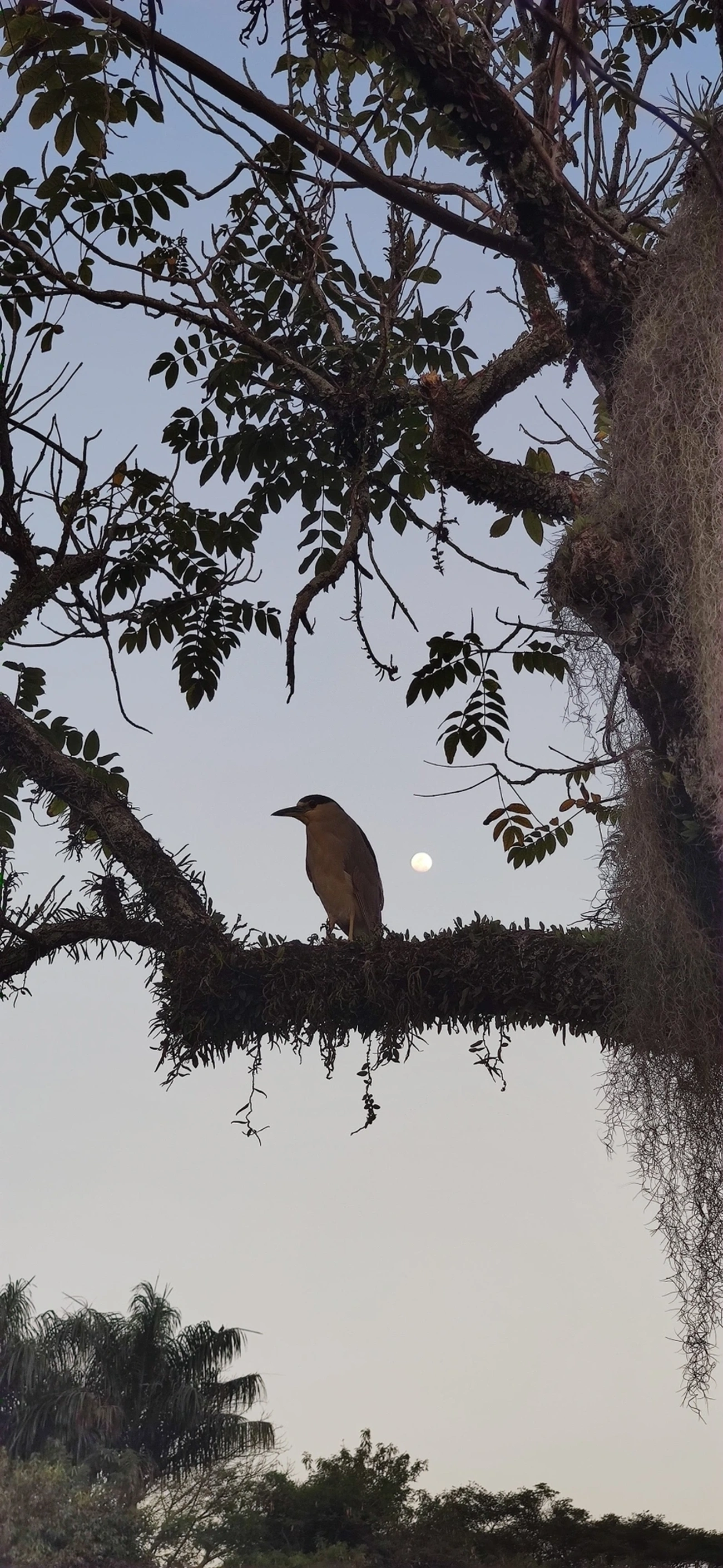 Socó-dorminhoco (Nycticorax nycticorax), aves, fotografado em Caraguatatuba
