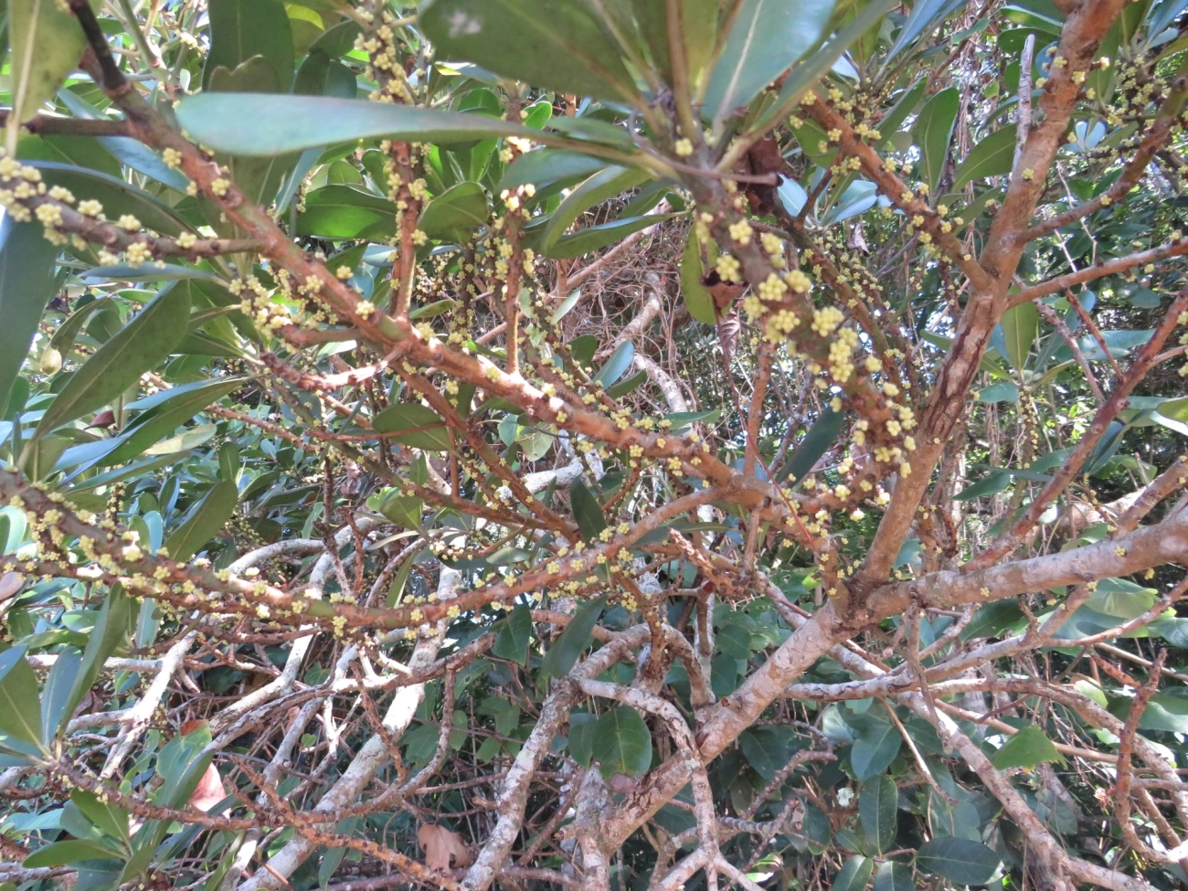 Capororoca (Myrsine umbellata), plantas, fotografado em Maresias, São Sebastião