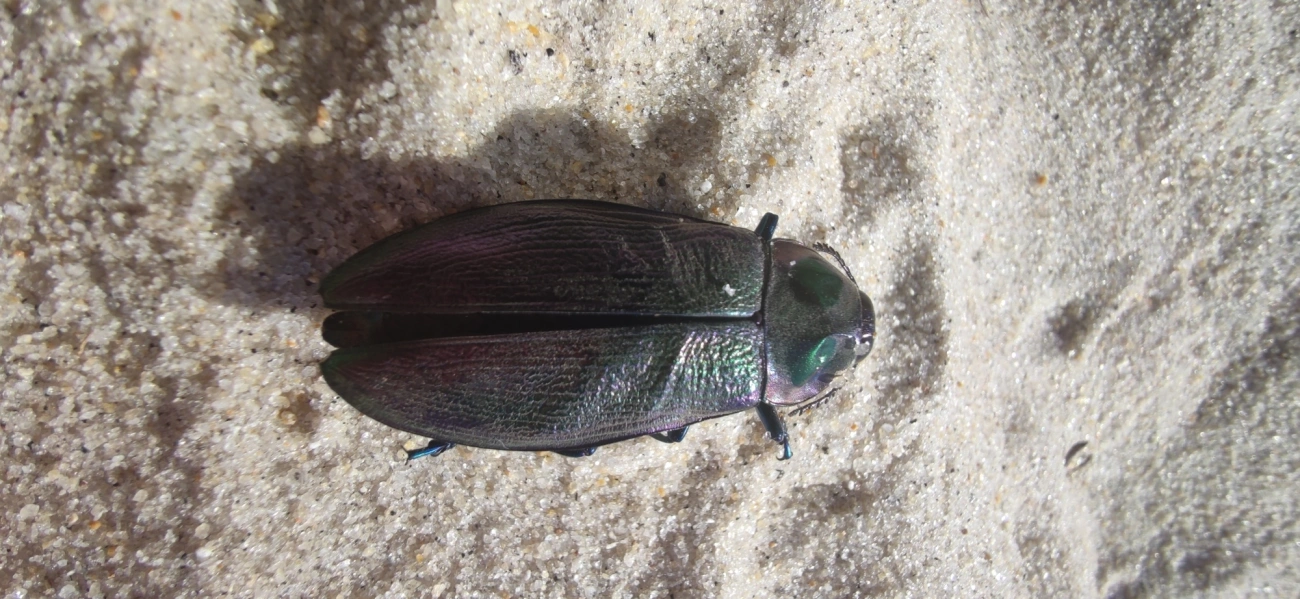 Besouro-jóia-gigante (Euchroma giganteum), insetos, fotografado em Maresias, São Sebastião