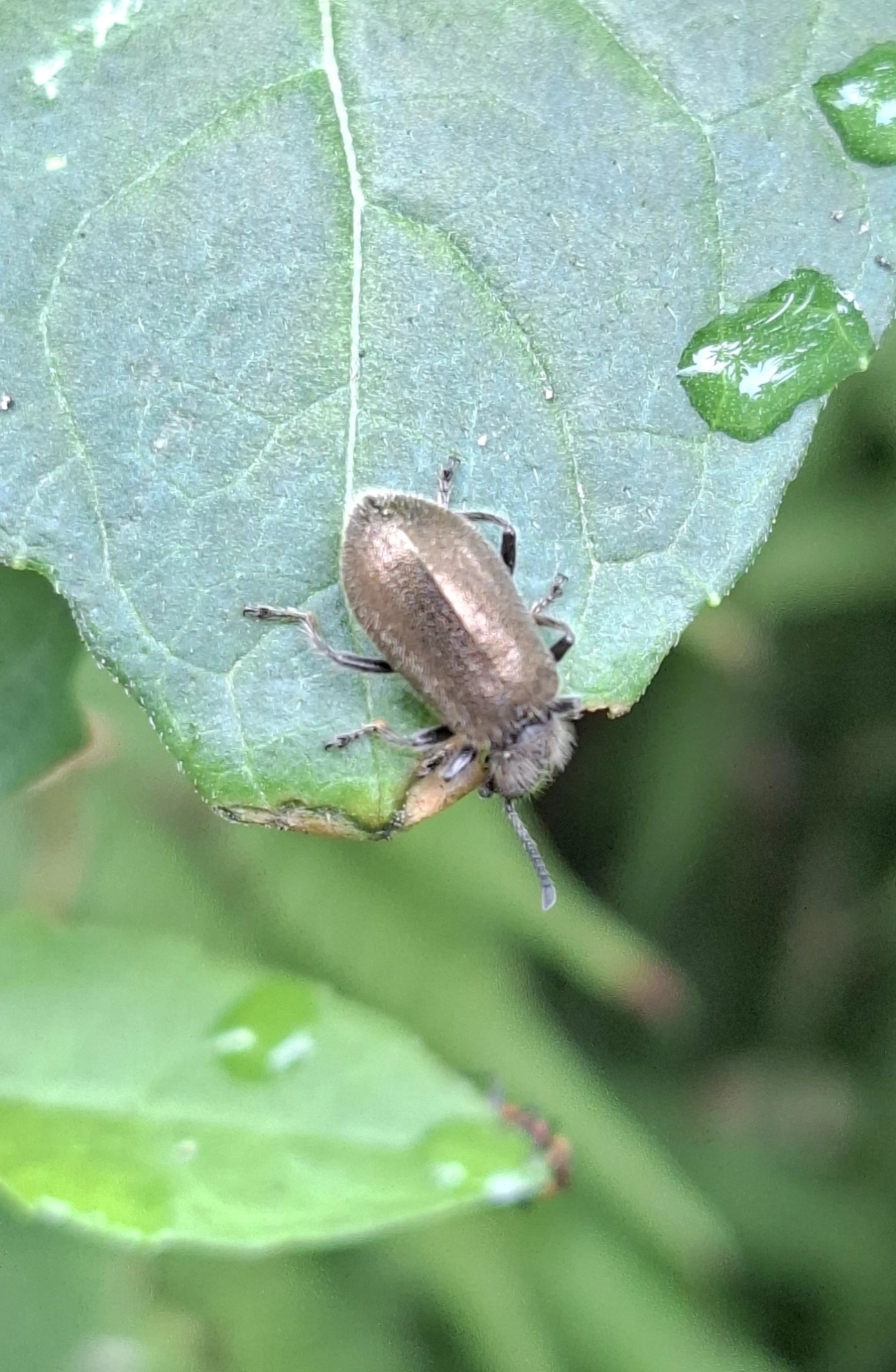 Bicho-capixaba (Lagria villosa), insetos, fotografado em Maresias, São Sebastião