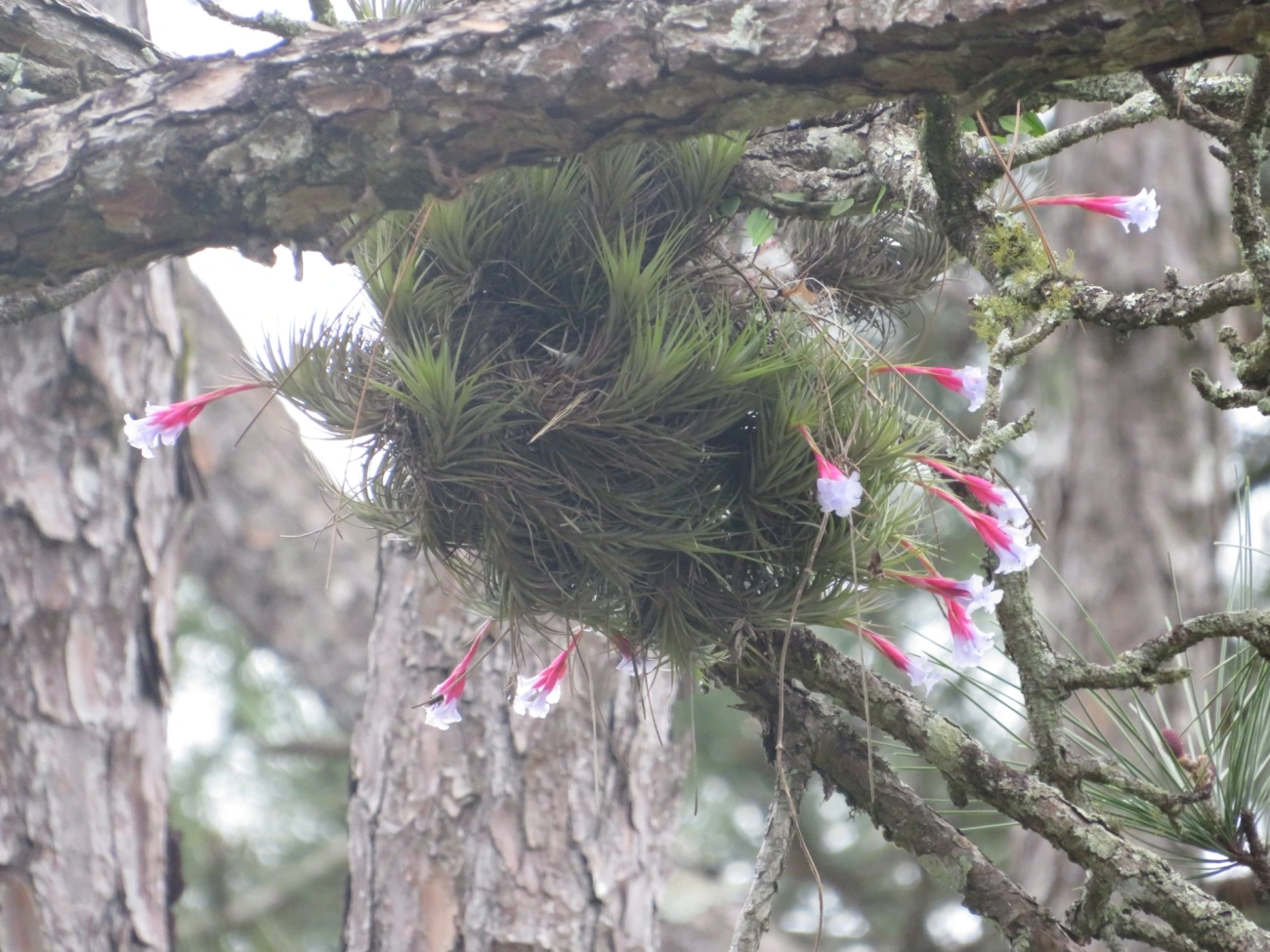 Tillandsia tenuifolia, plantas, fotografado em Maresias, São Sebastião