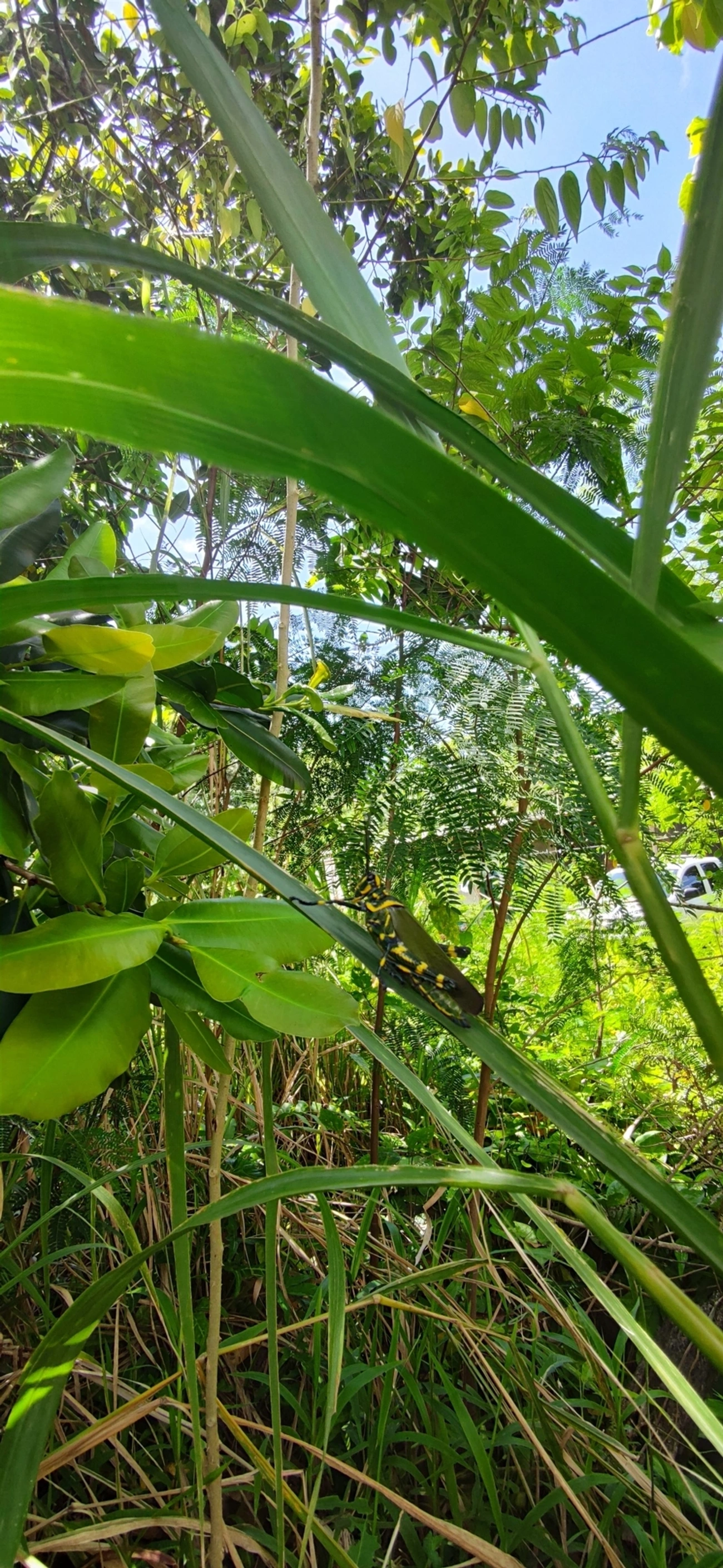 Gafanhoto-soldado (Chromacris speciosa), insetos, fotografado em Maresias, São Sebastião