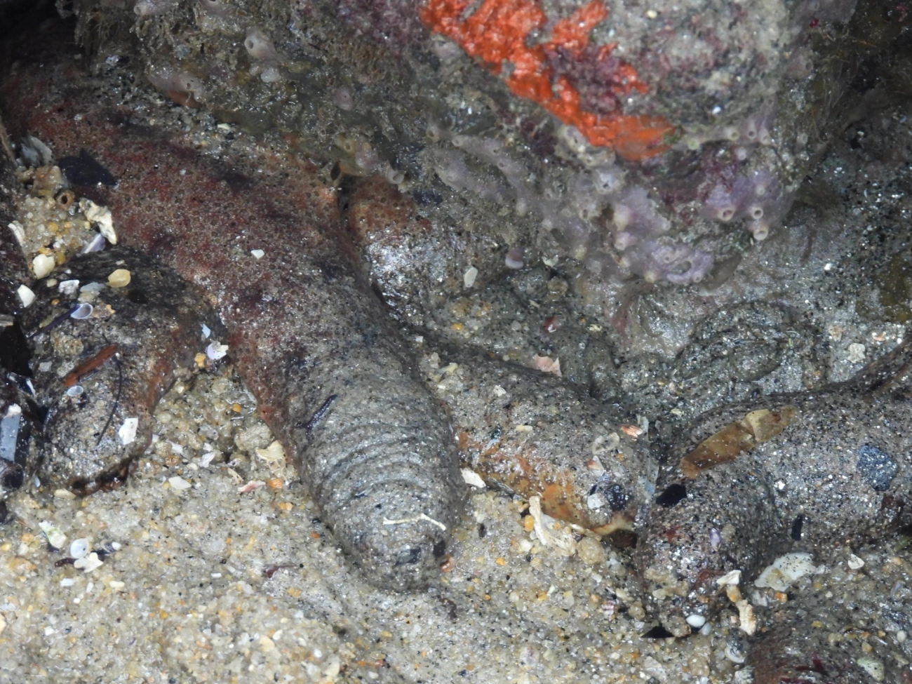 Pepino-do-mar-da-Flórida (Holothuria grisea), equinodermos, fotografado em Maresias, São Sebastião