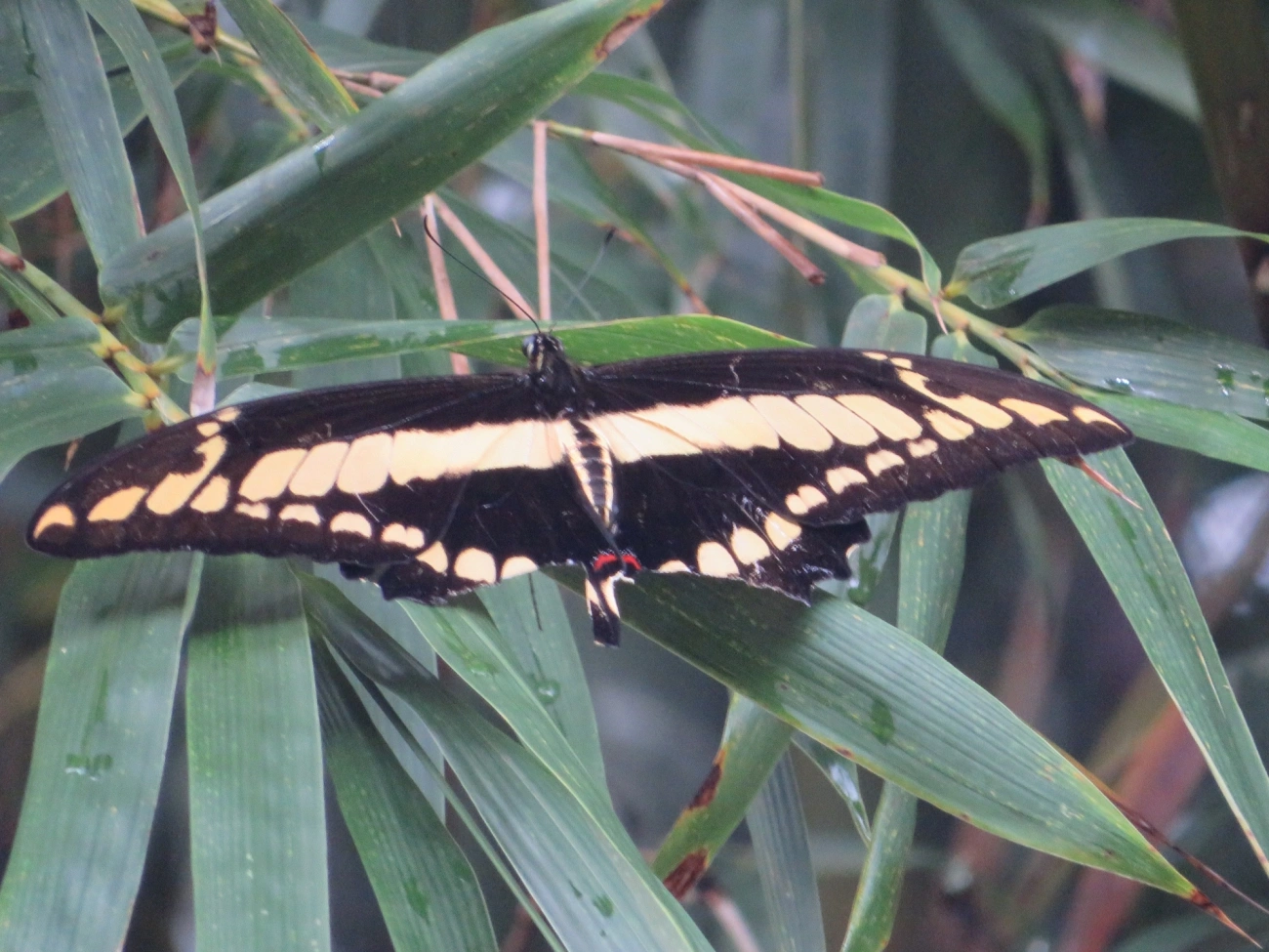 Borboleta-caixão-de-defunto (Heraclides thoas), insetos, fotografado em Maresias, São Sebastião