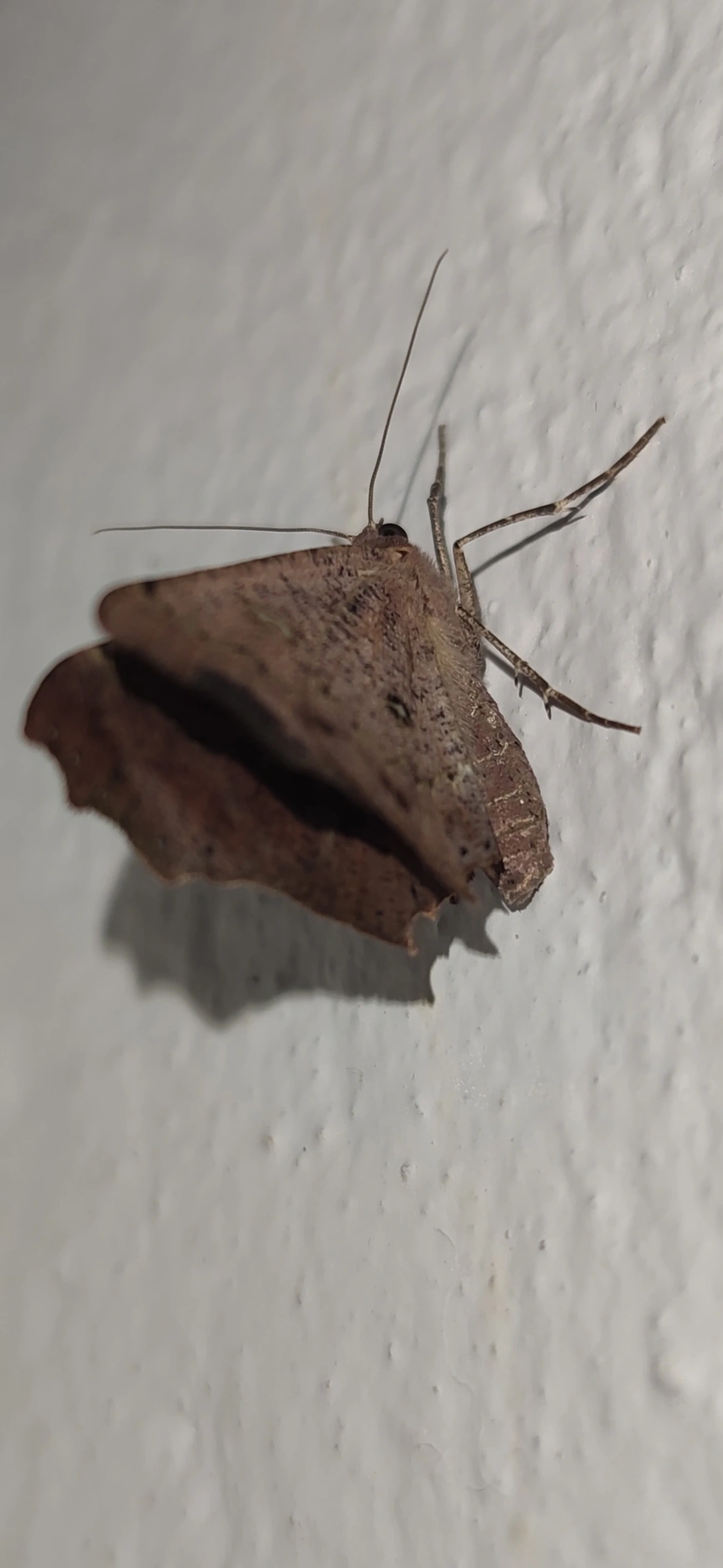 Ennominae, insetos, fotografado em São Sebastião
