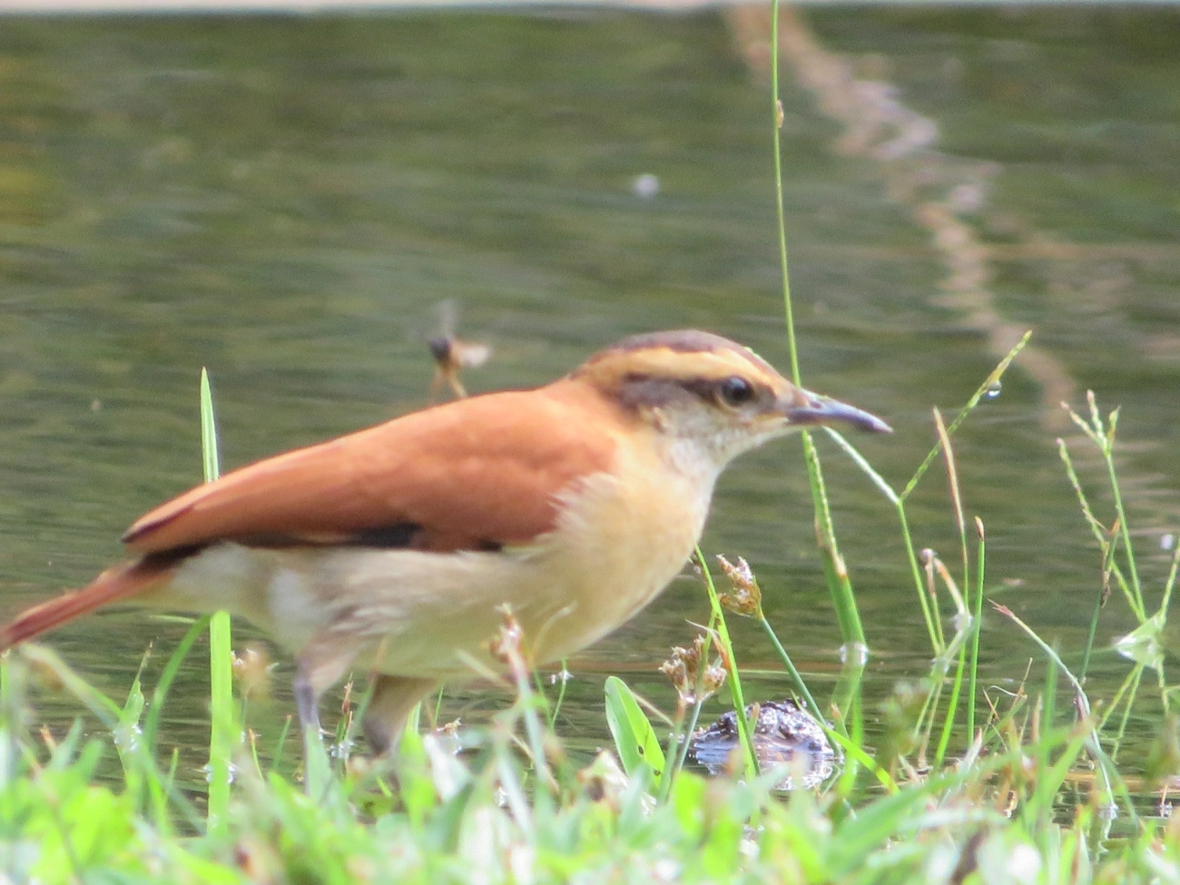 Casaca-de-Couro-da-Lama (Furnarius figulus), aves, fotografado em Maresias, São Sebastião