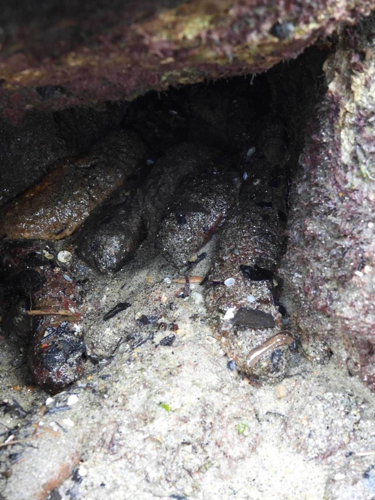 Pepino-do-mar-da-Flórida (Holothuria grisea), equinodermos, fotografado em Maresias, São Sebastião