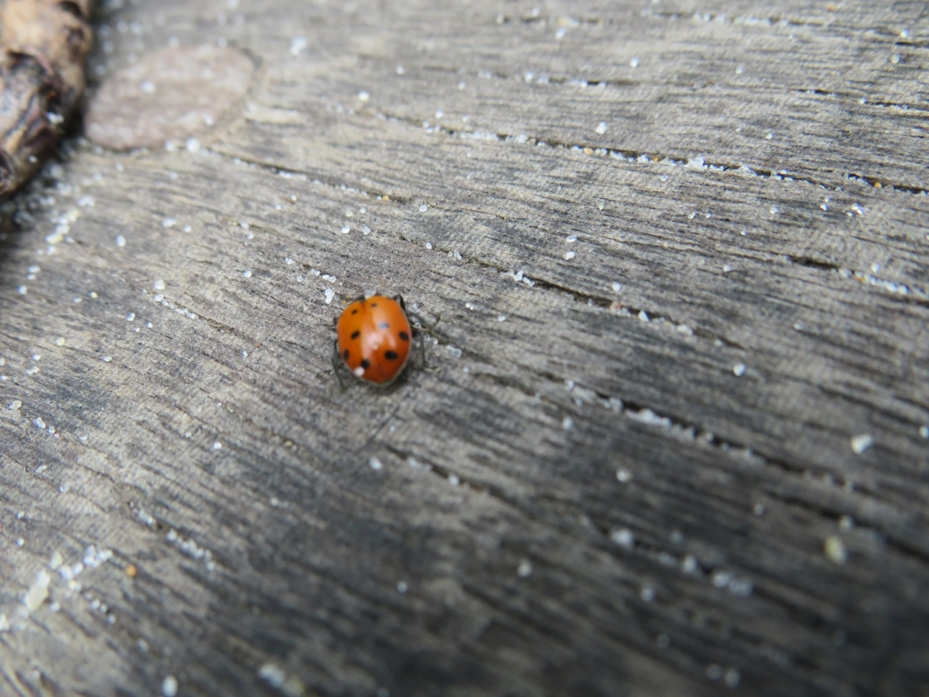 Joaninha-convergente (Hippodamia convergens), insetos, fotografado em Maresias, São Sebastião