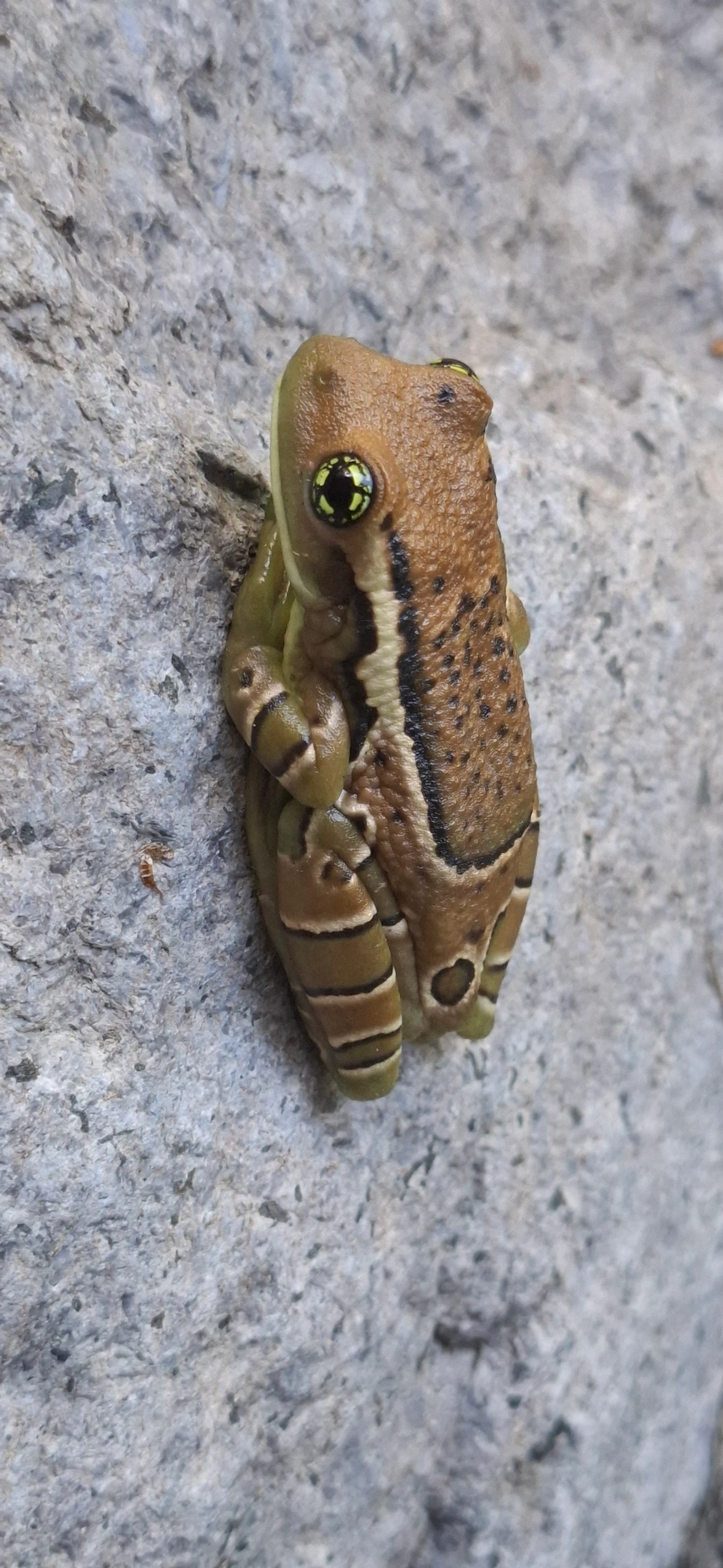 Perereca-de-olhos-dourados-do-Rio (Trachycephalus imitatrix), anfíbios, fotografado em Queluz
