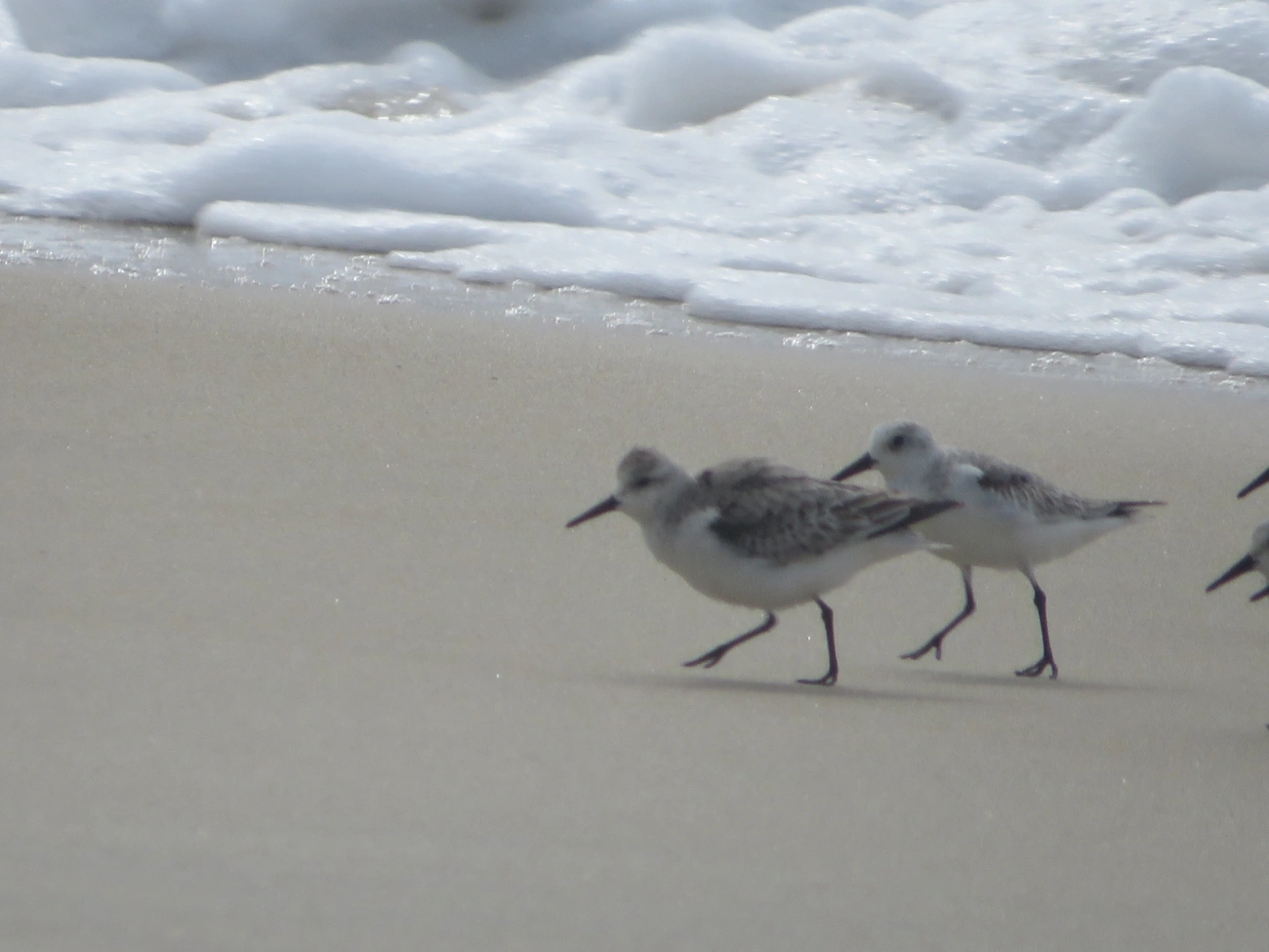 Maçarico-branco (Calidris alba), aves, fotografado em Maresias, São Sebastião