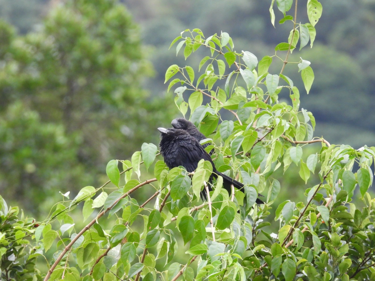 Anu-preto (Crotophaga ani), aves, fotografado em Maresias, São Sebastião