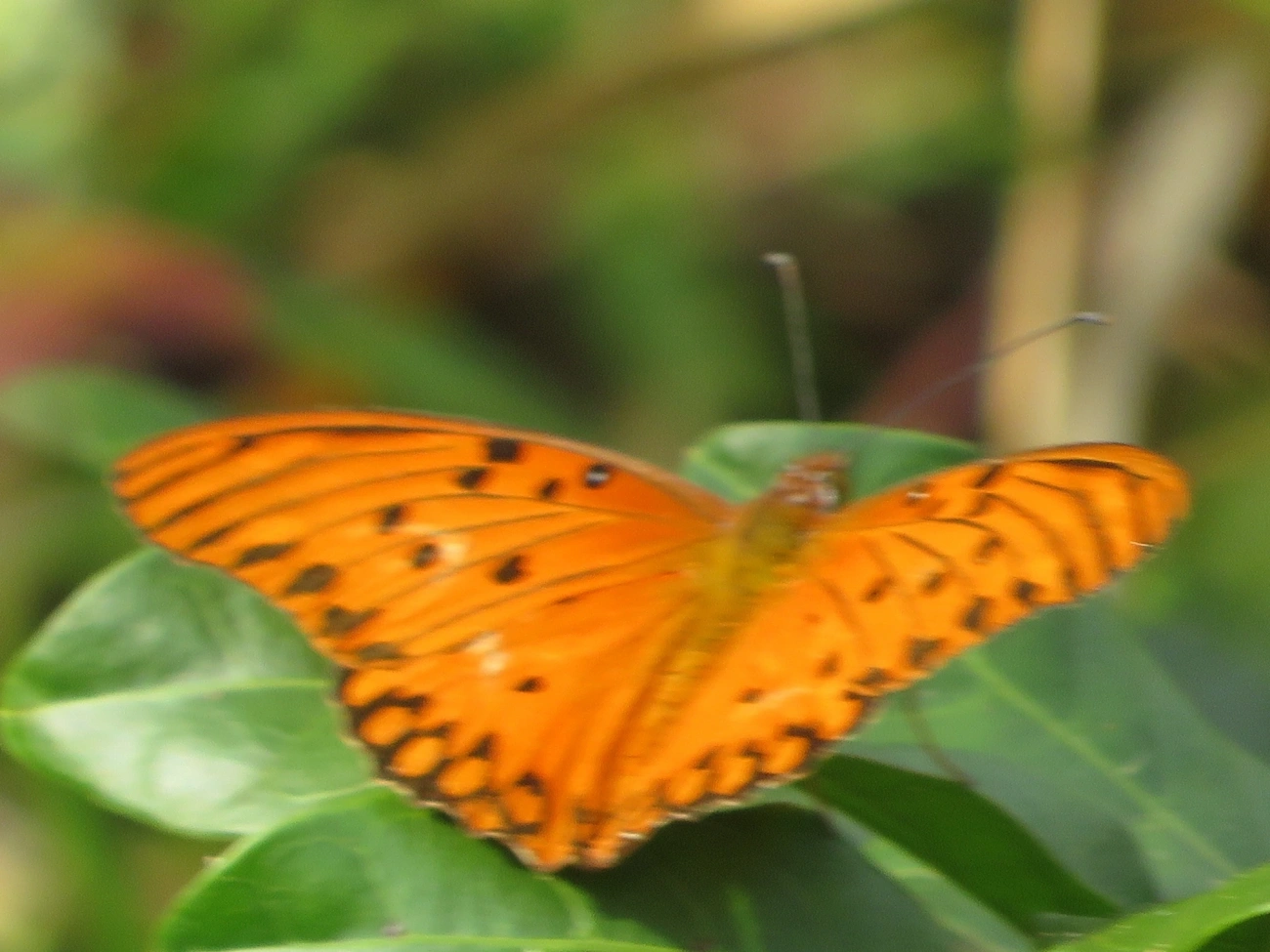 Borboleta-paixão (Dione vanillae), insetos, fotografado em Maresias, São Sebastião