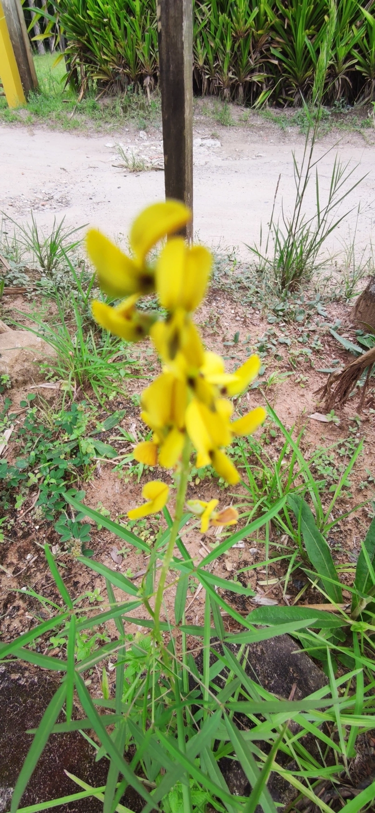 Chocalho-de-cascavel-fino (Crotalaria lanceolata), plantas, fotografado em Maresias, São Sebastião