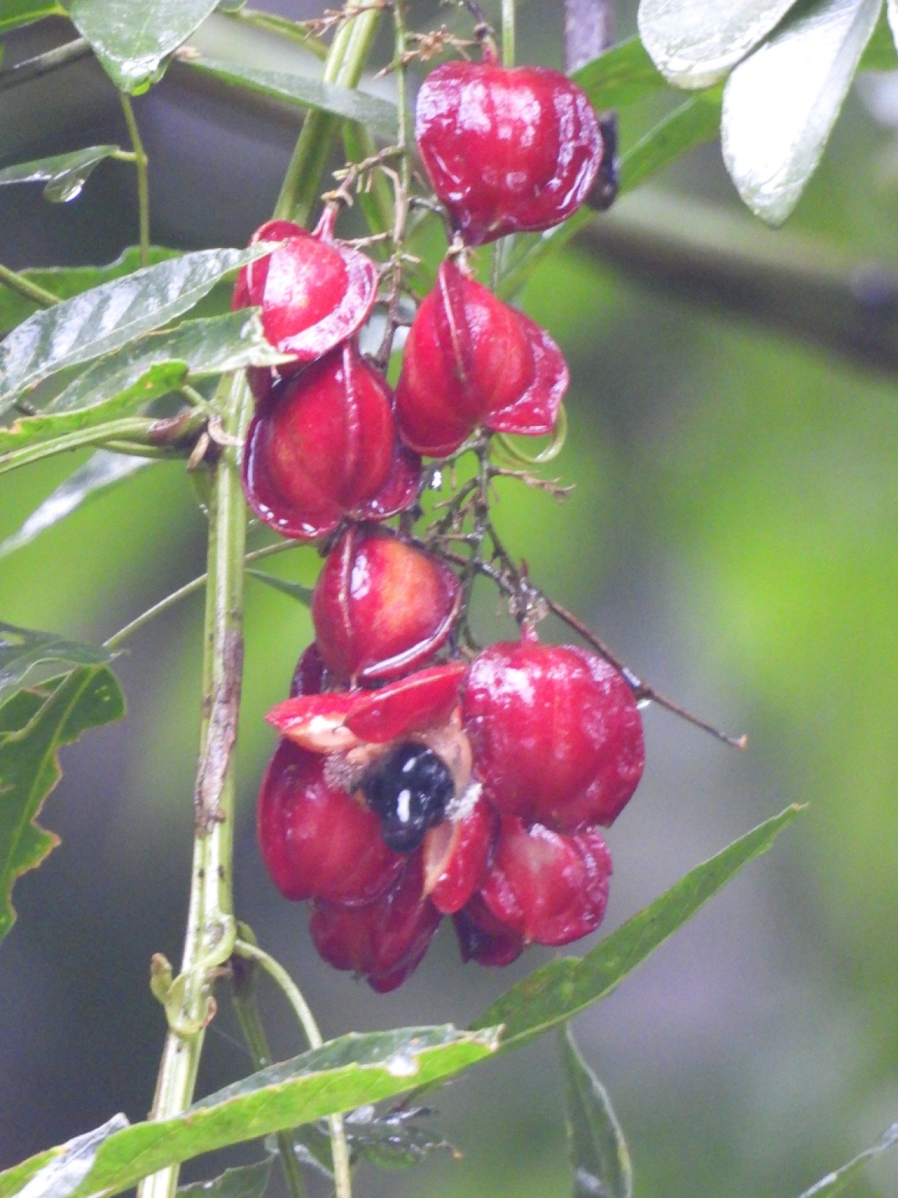 Guaraná triangular (Paullinia meliifolia), plantas, fotografado em Maresias, São Sebastião