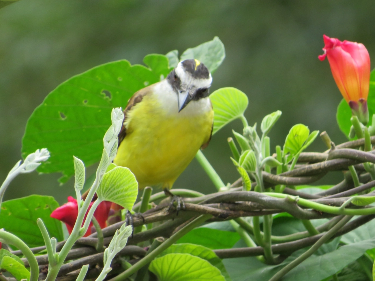 Bem-te-vi (Pitangus sulphuratus), aves, fotografado em Maresias, São Sebastião