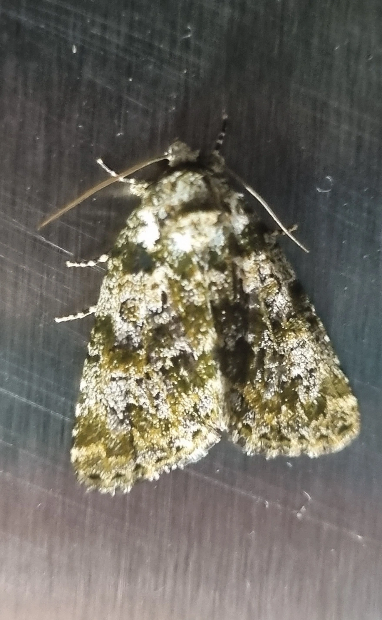 Noctuidae, insetos, fotografado em Maresias, São Sebastião