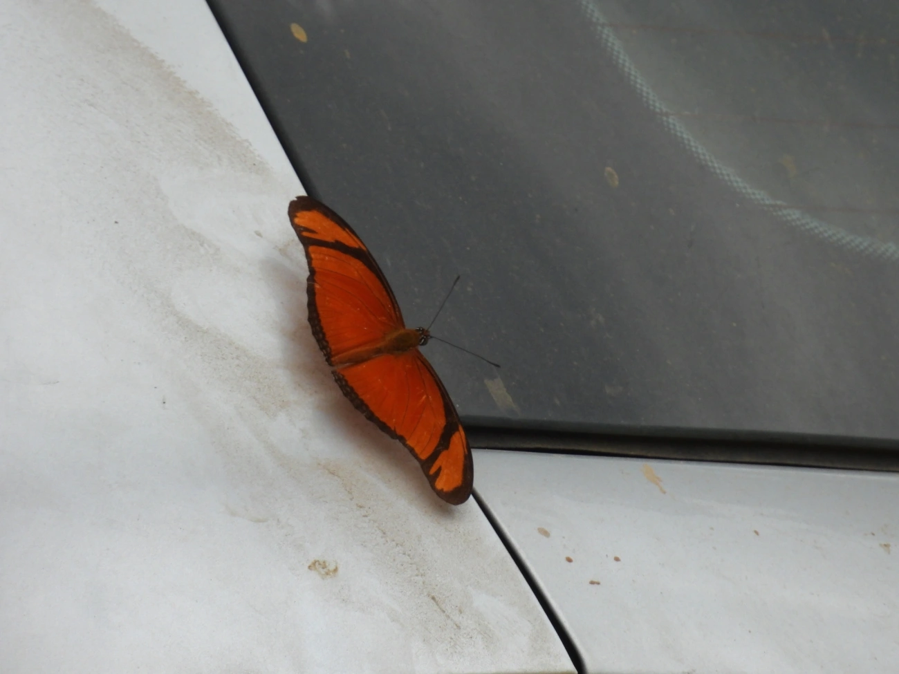 Borboleta-flambeau (Dryas iulia), insetos, fotografado em Bom Fim do Bom Jesus, Cabreúva